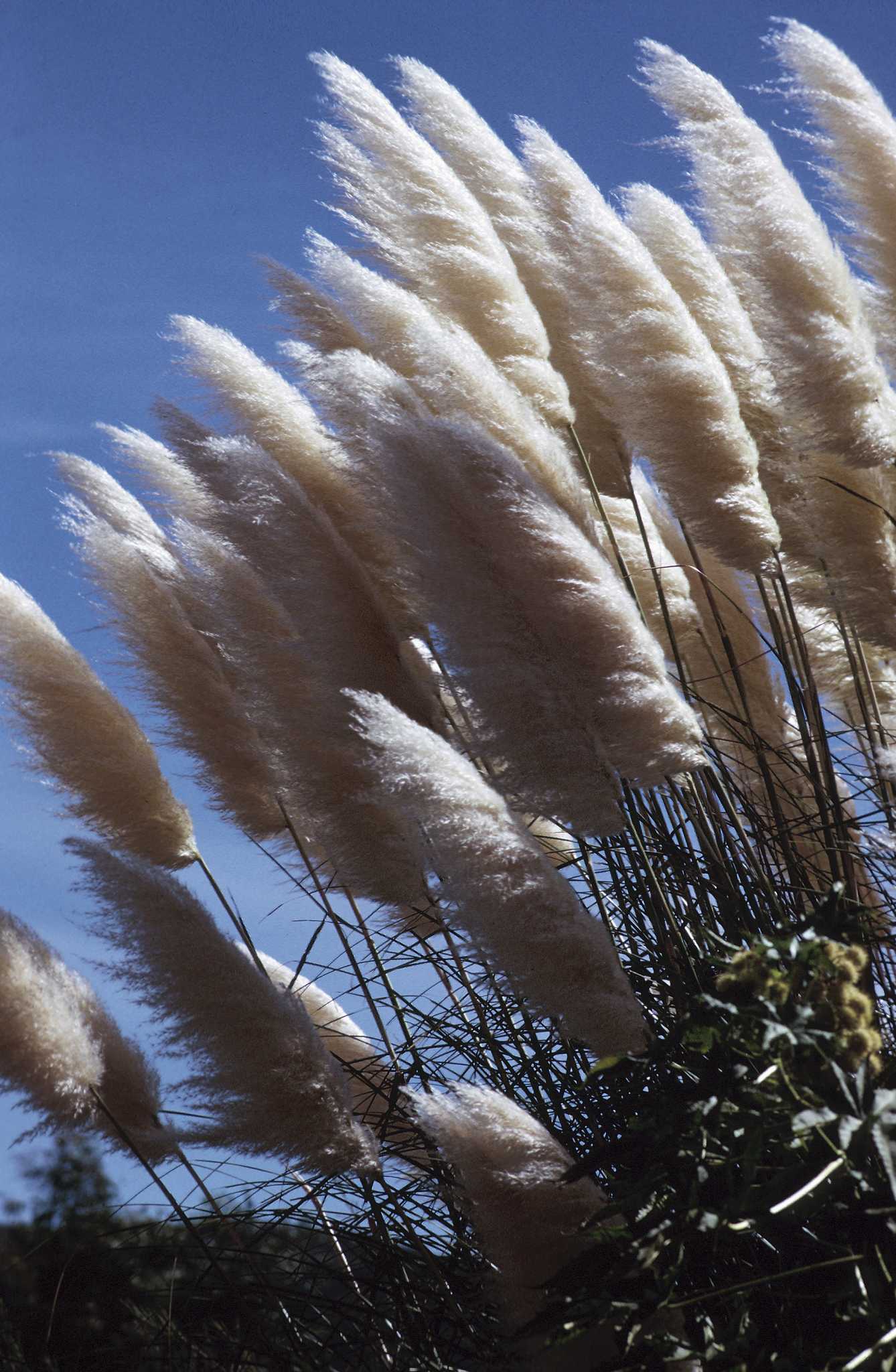 The Best Ways to Get Rid of Ornamental Grasses