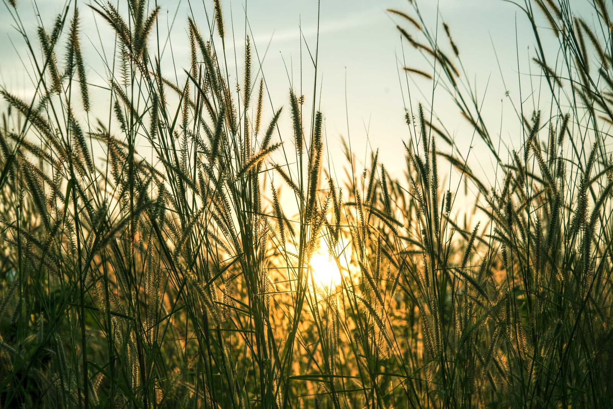 How to Clear an Overgrown Backyard of Weeds & Brush