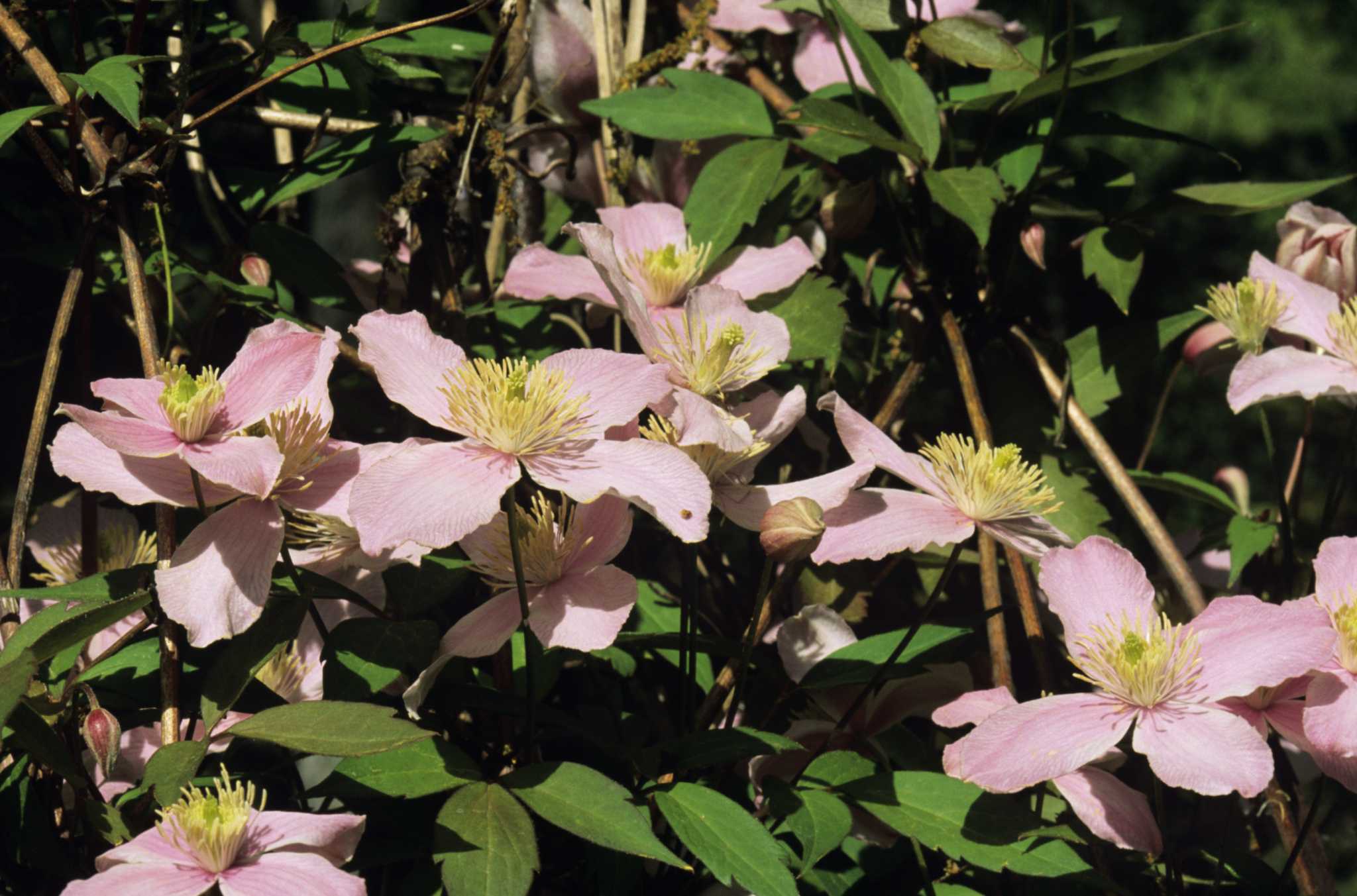 Why Do Clematis Suddenly Turn Brown?