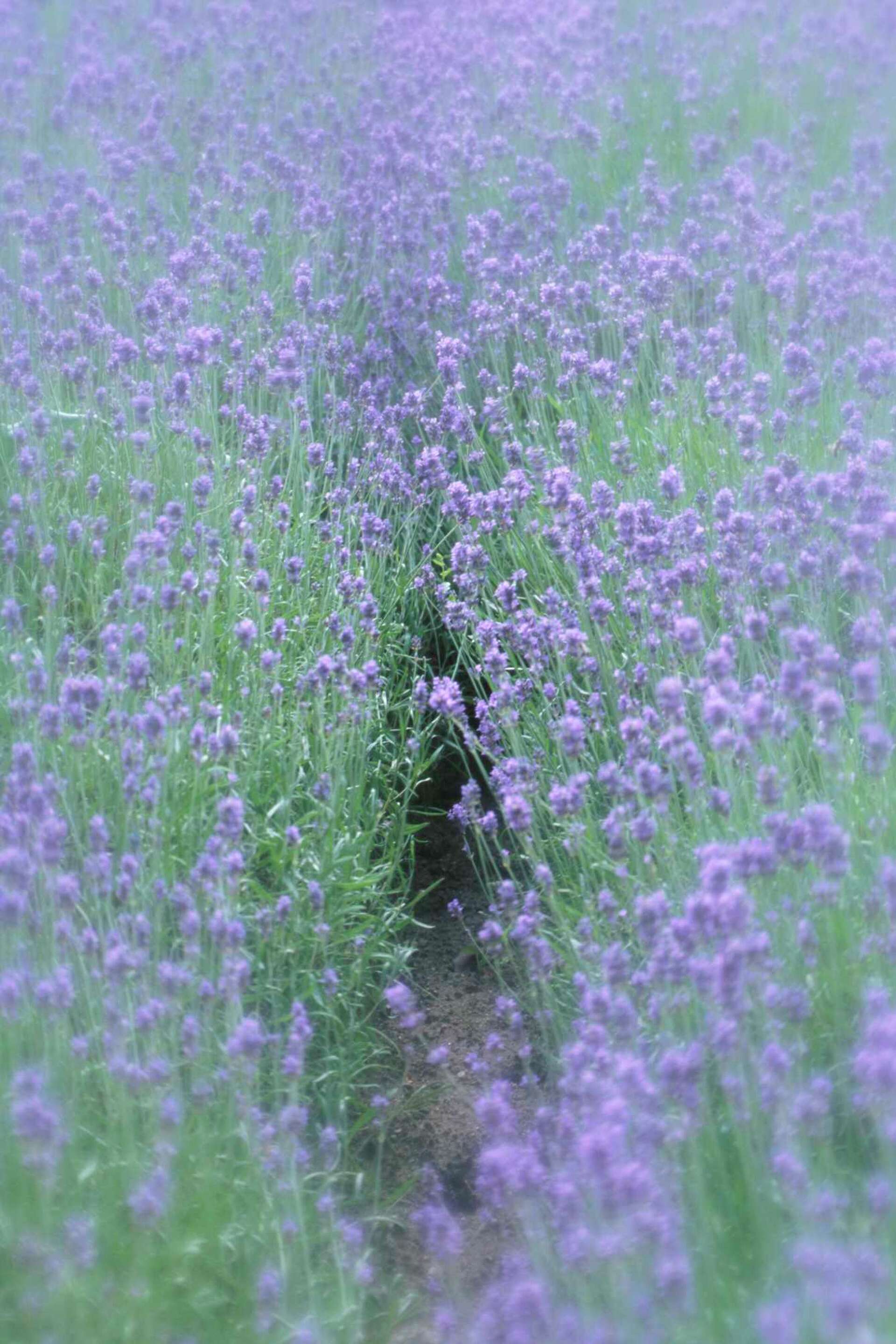 Can Lavender Survive Cold Weather? Essential Tips for Gardeners