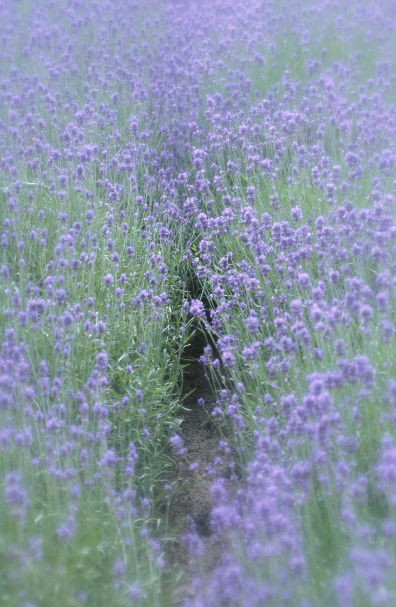 The Best Climate to Grow English Lavender