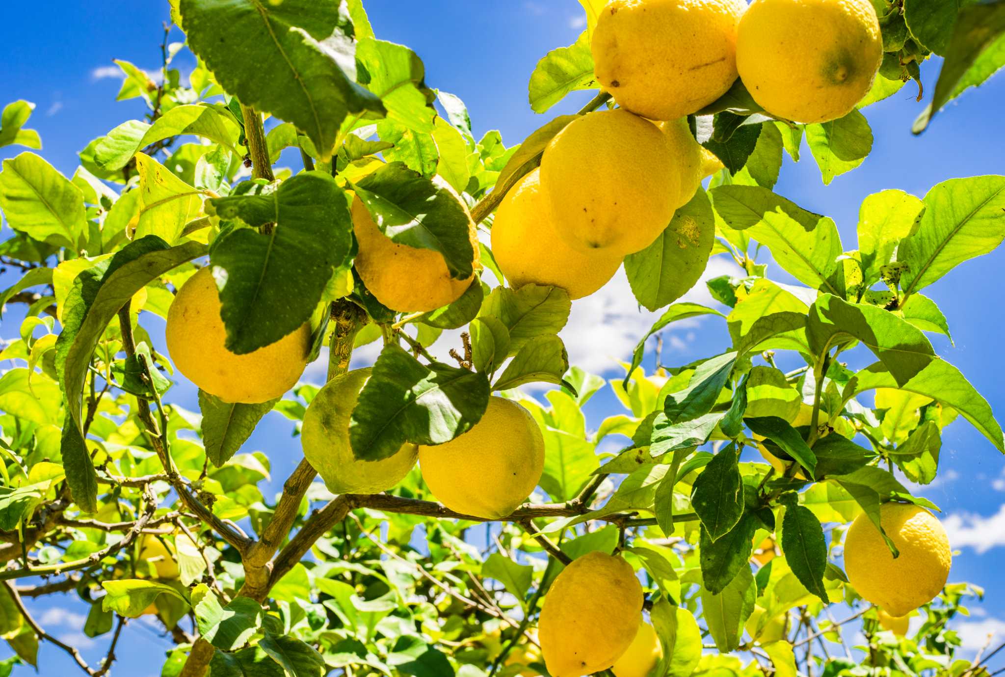 What Climate Does a Lemon Tree Have to Live In?
