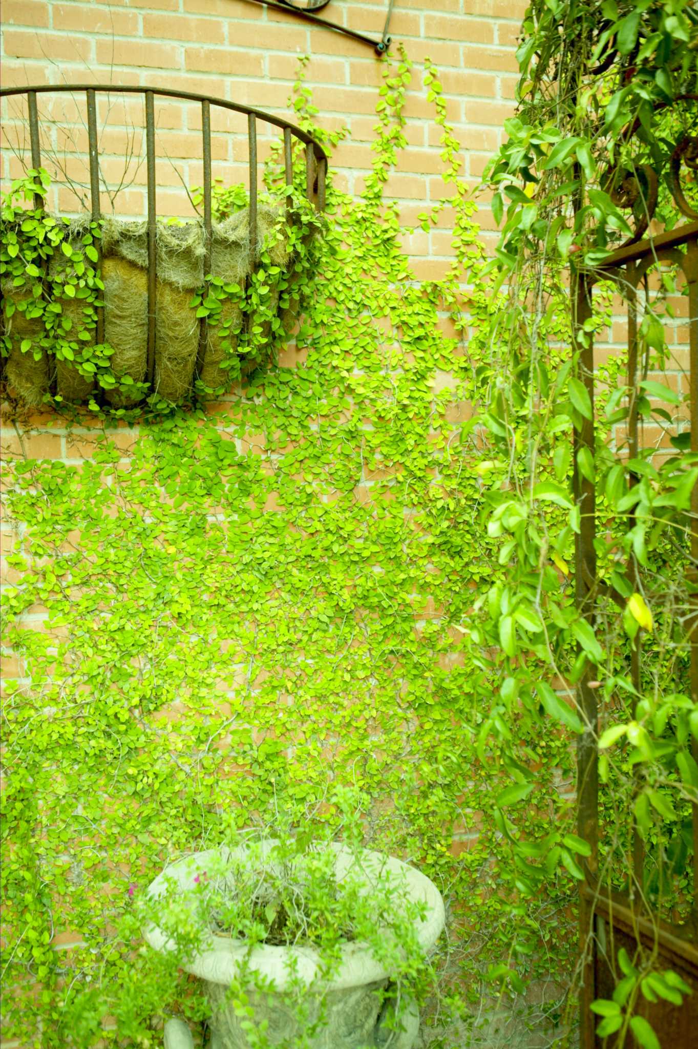 The Best-Facing Wall for Grapes