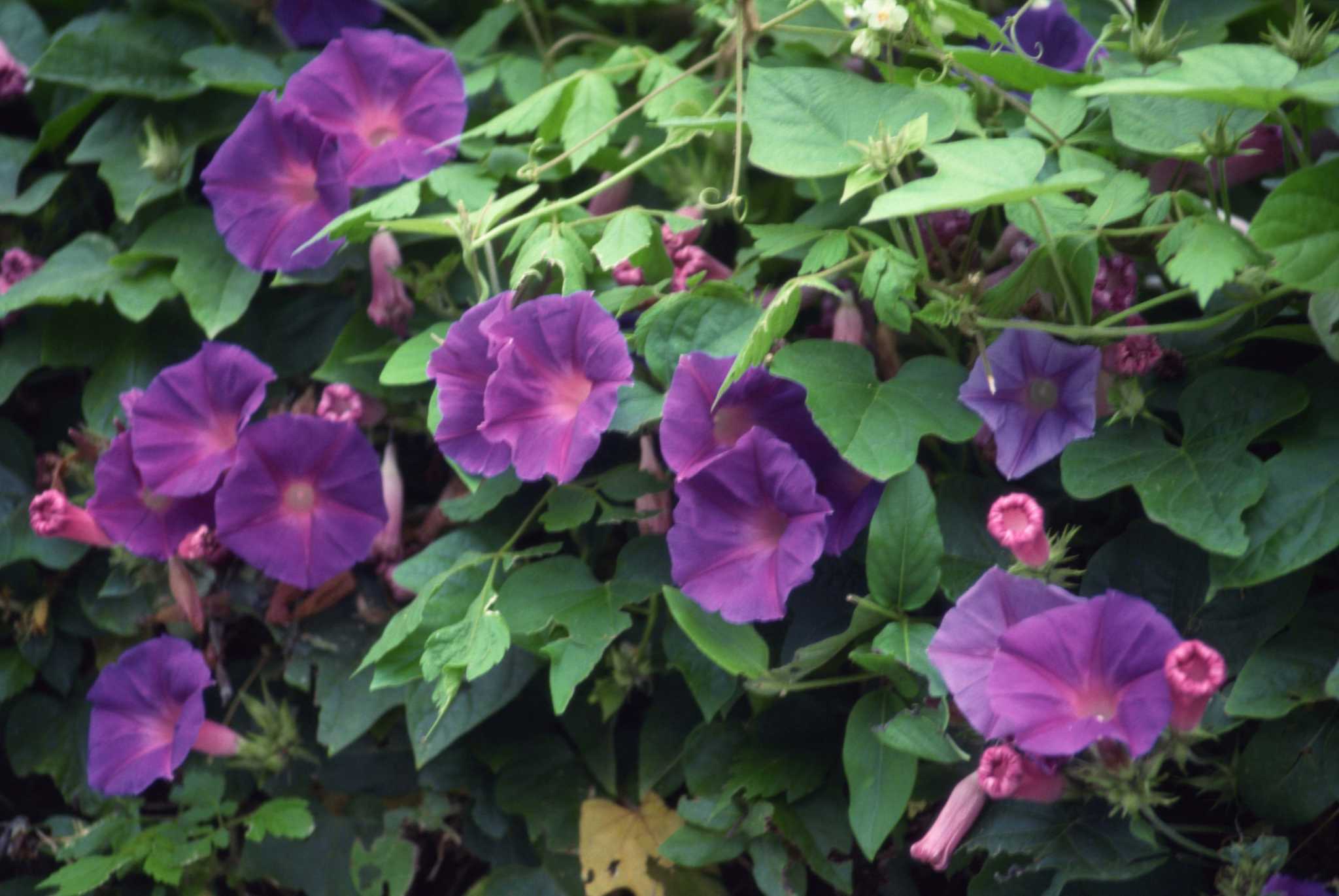 Nonflowering Climbing Vines