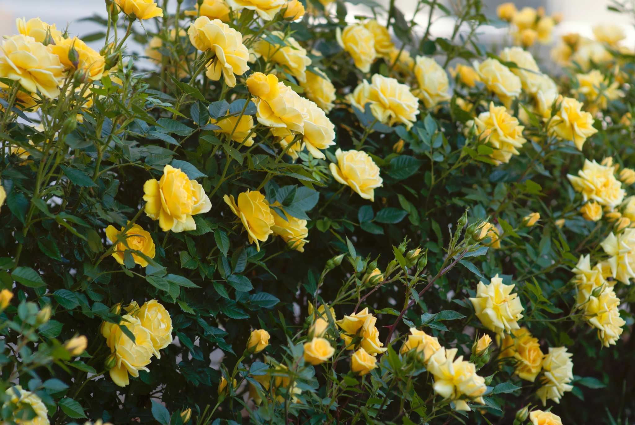 Why Is My Climbing Rose Growing Well But Not Blooming Any Flowers?