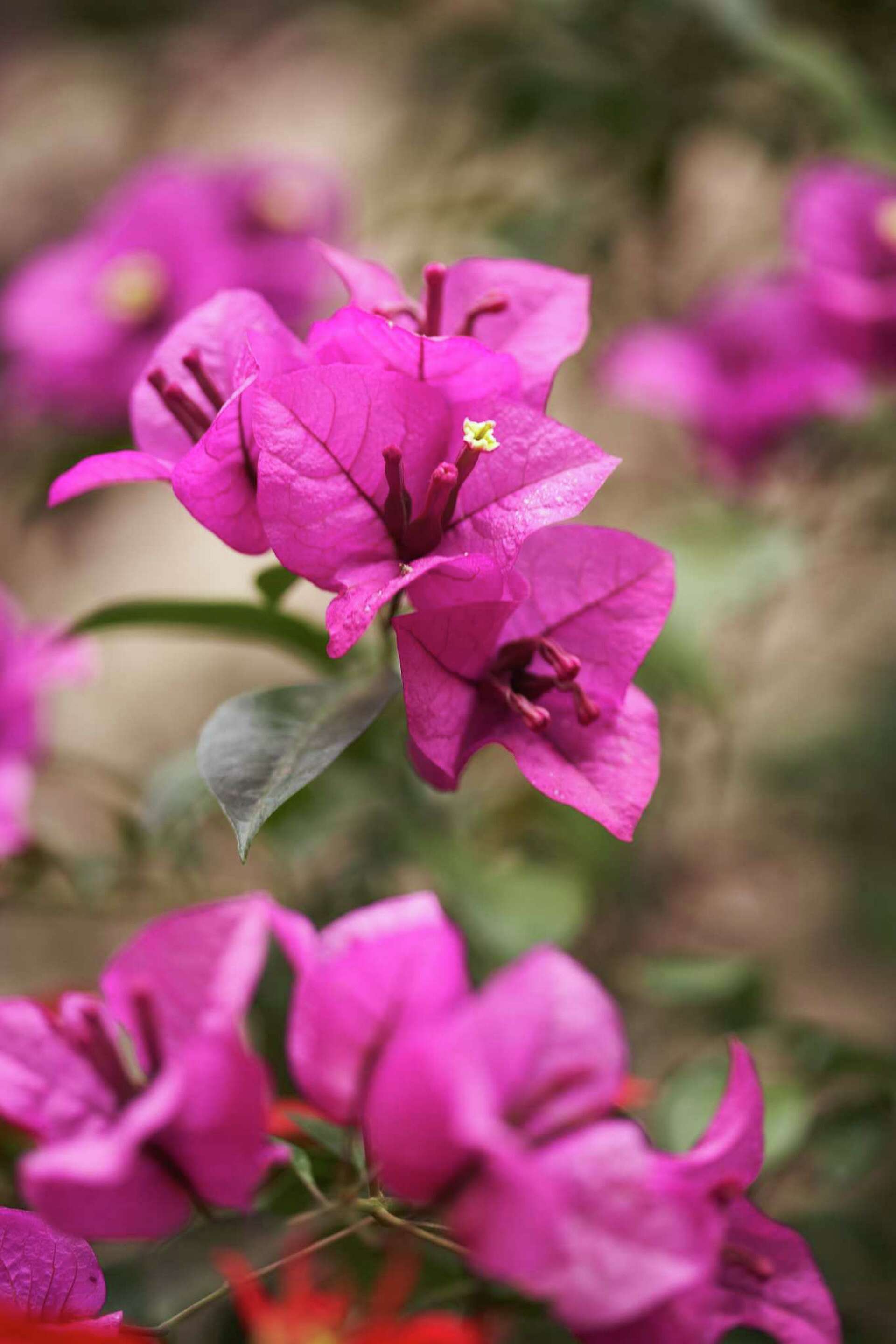 How to Cure Yellow Leaves on Bougainvillea