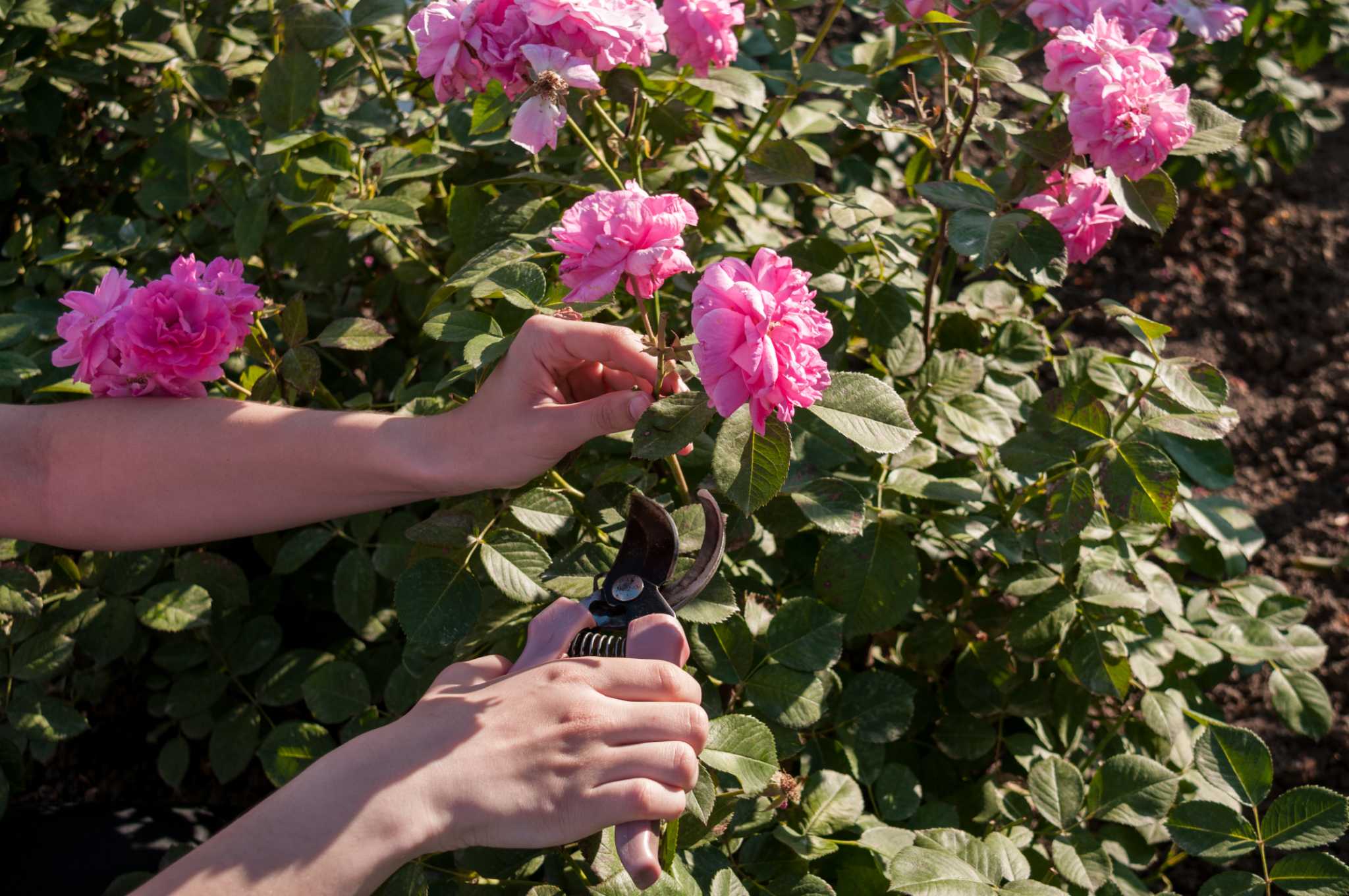 How to Get a Clipping Off of a Rose Bush to Root