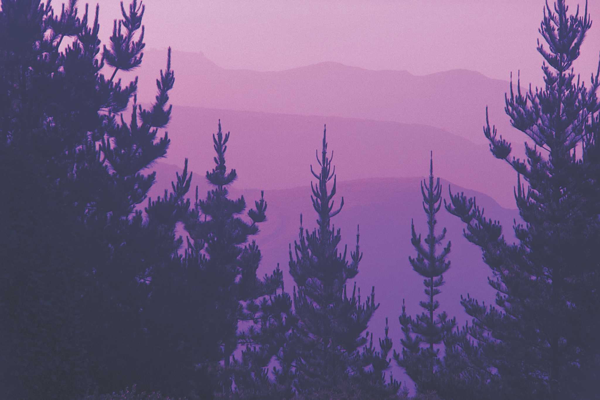 How to Clone Evergreens