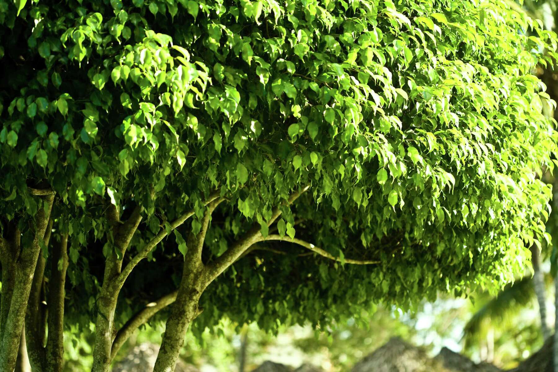 outdoor ficus tree