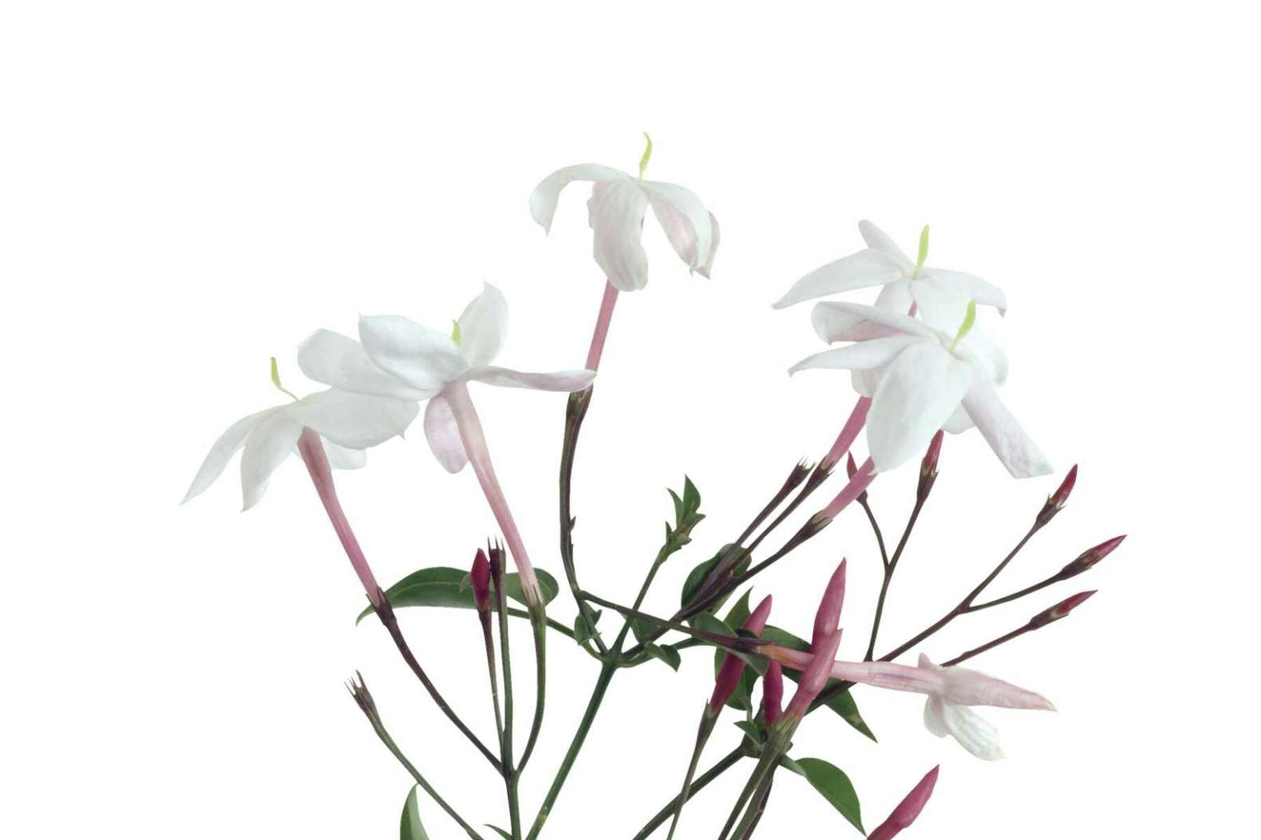 Is Pink Jasmine Poisonous To Dogs