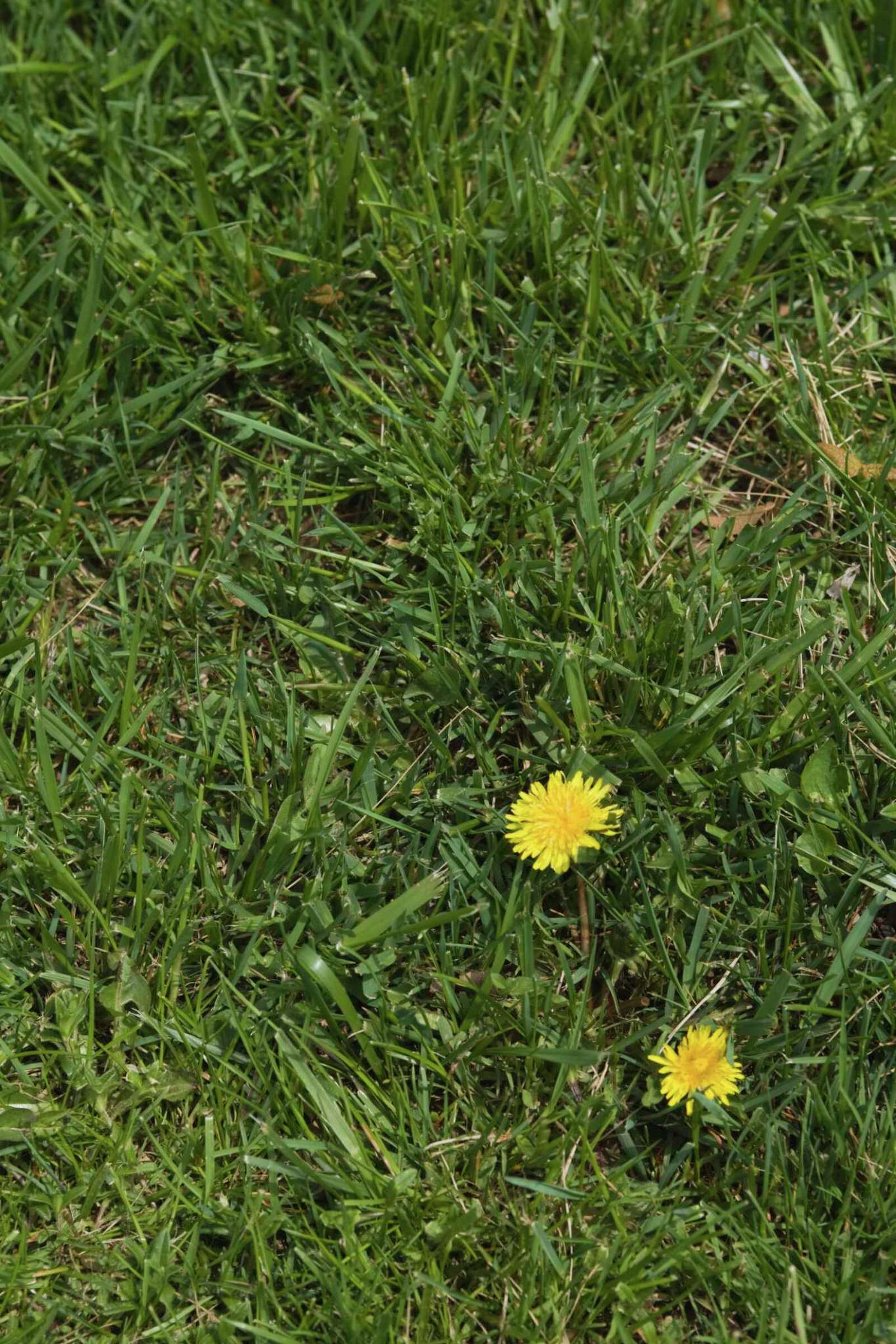 How Much Soap Acts As an Herbicide Surfactant?