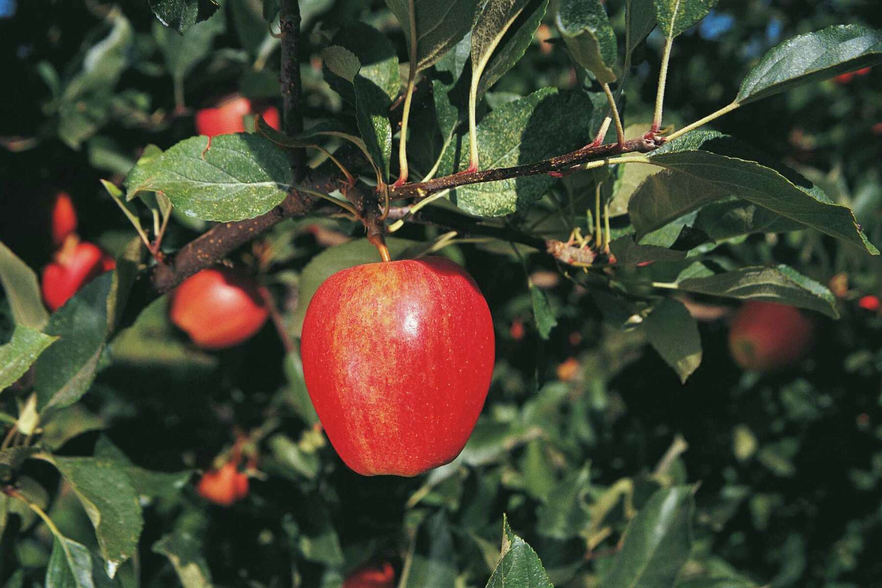 Dwarf Red Delicious Apple Tree