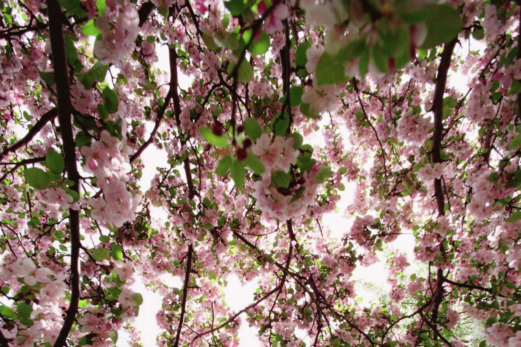 How to Grow and Care for Japanese Flowering Cherry