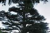 How to Preserve Cedar Branches for Beautiful Holiday Decorations