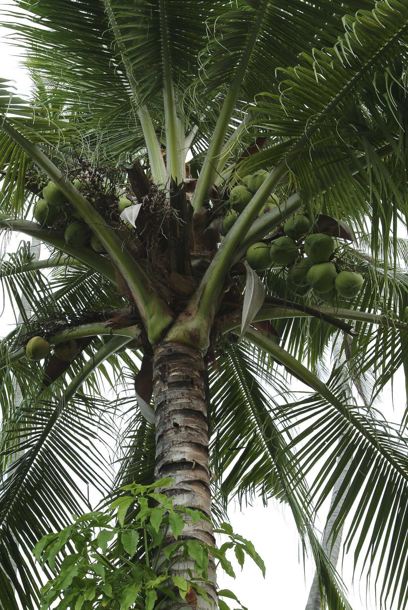 Coconut Plant Care