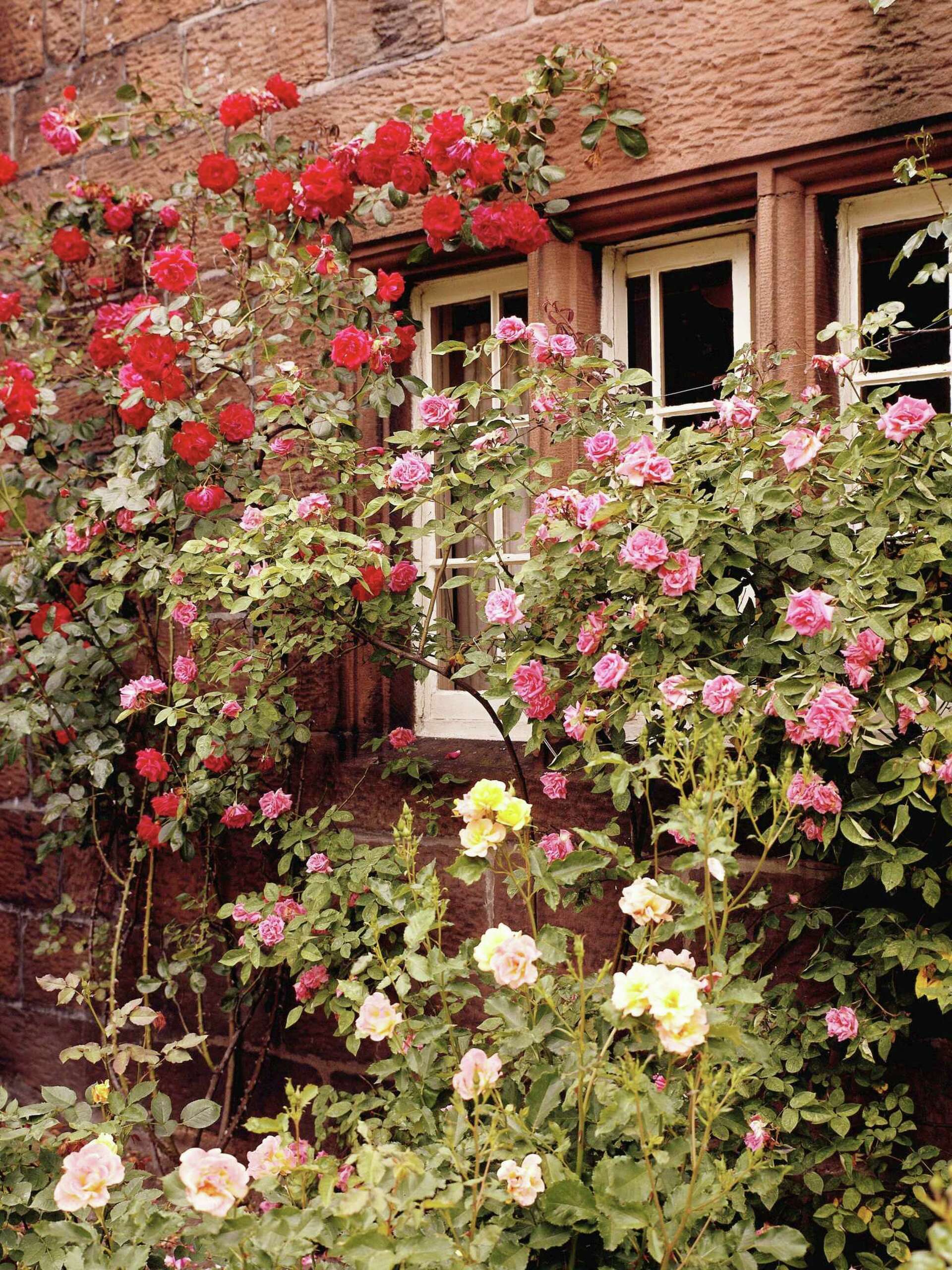 Wiring a Grid to Train Roses
