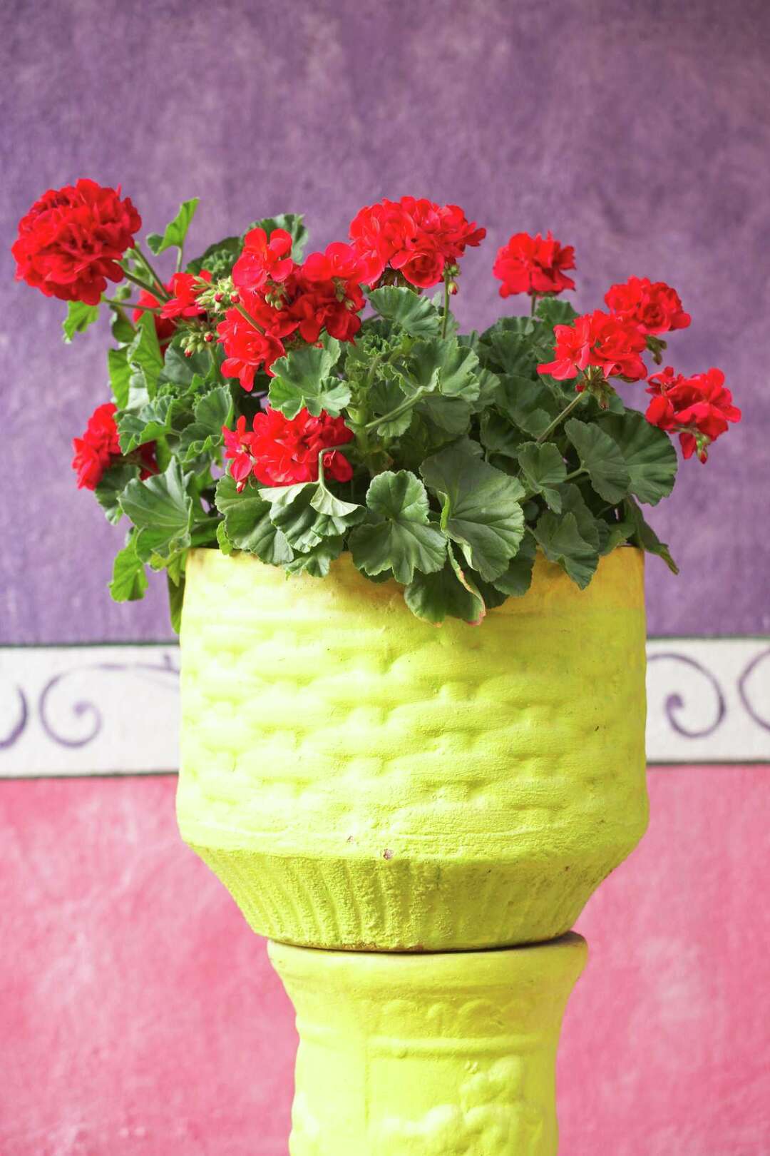 How Cold Resistant Are Geraniums?