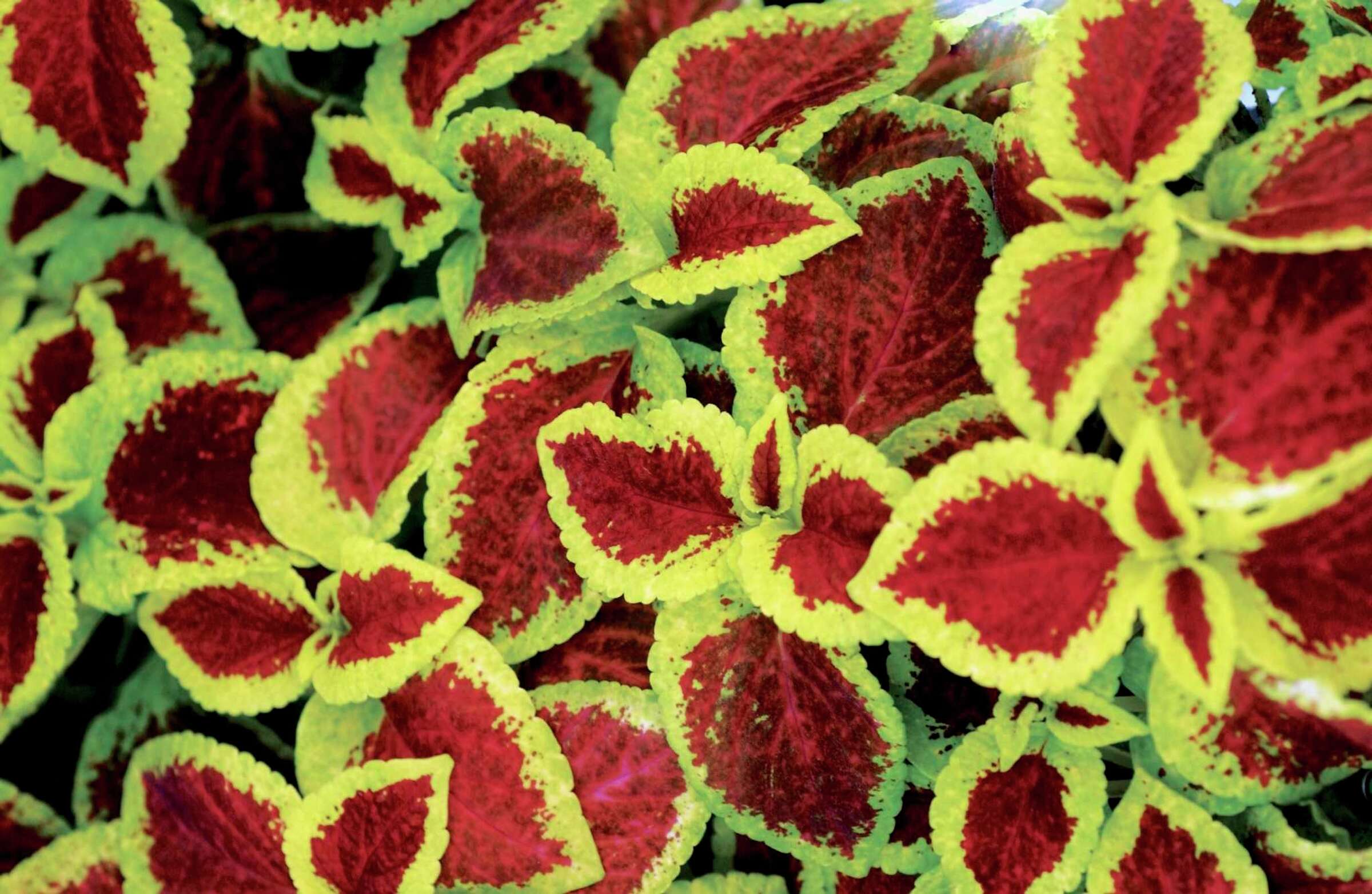 Can You Use Coleus in Hanging Baskets?