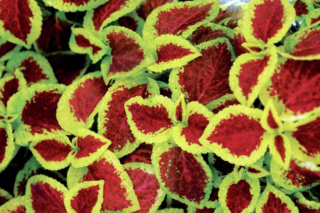 Can You Use Coleus in Hanging Baskets?