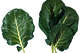 Collards prefer the cooler temperatures in fall and winter.