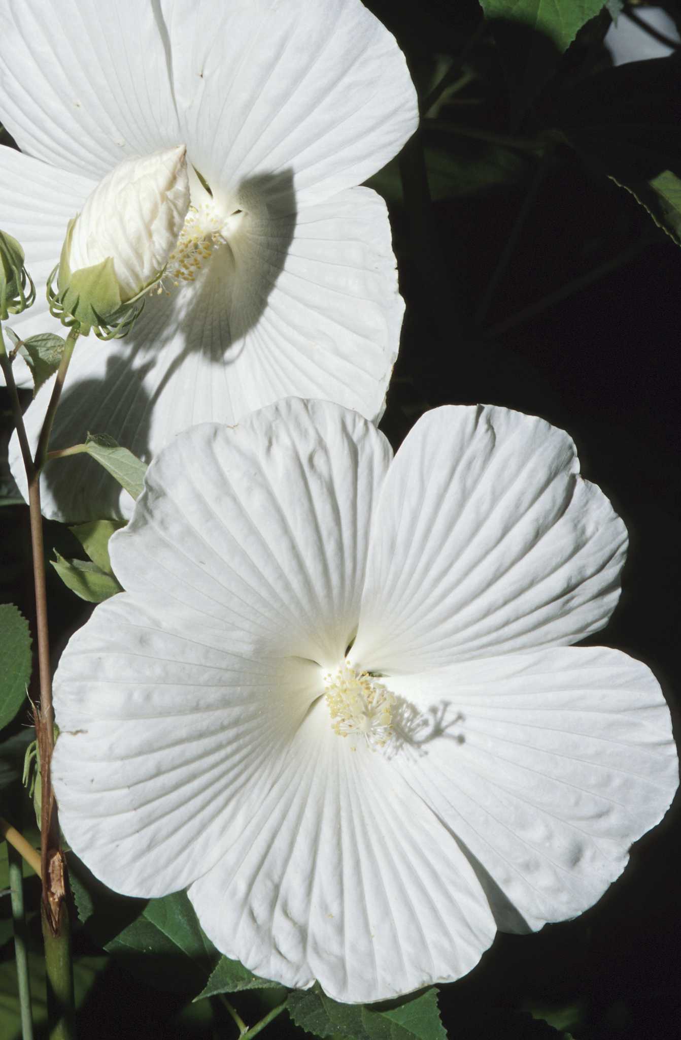Plants to Shade Clematis Roots