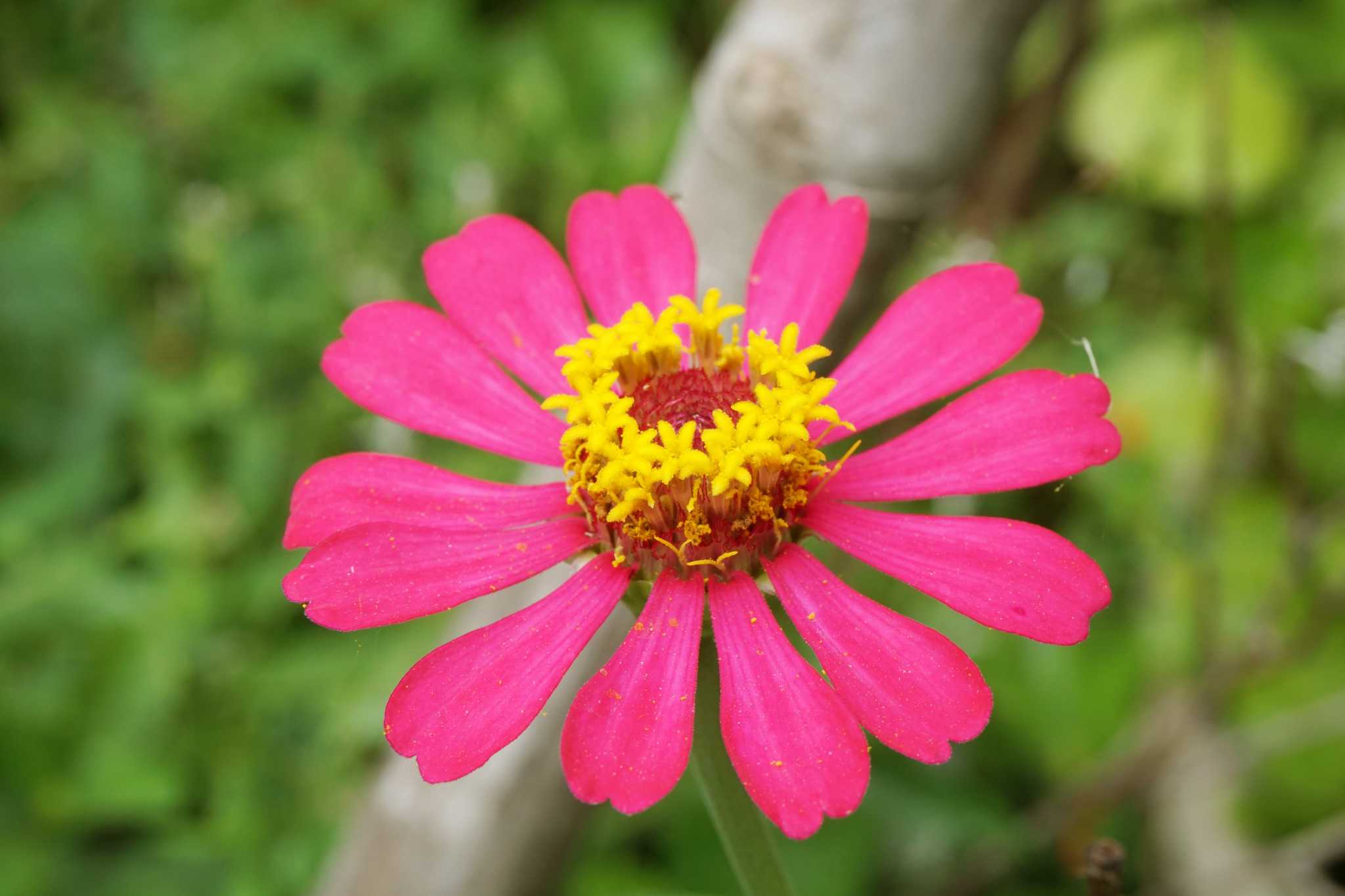 How to Collect Seeds From Zinnia Flowers
