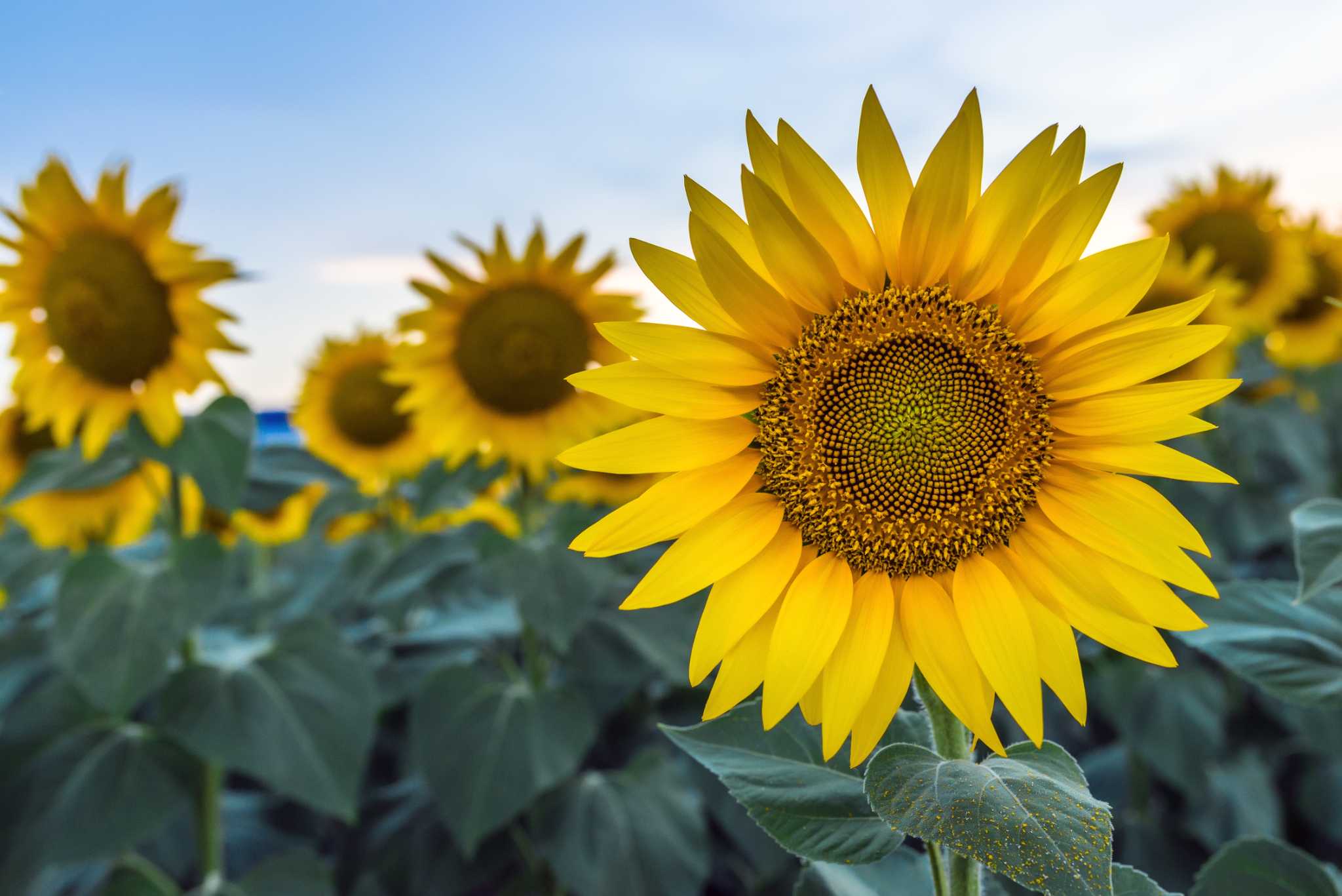 How Much Sun & Water for Sunflowers?