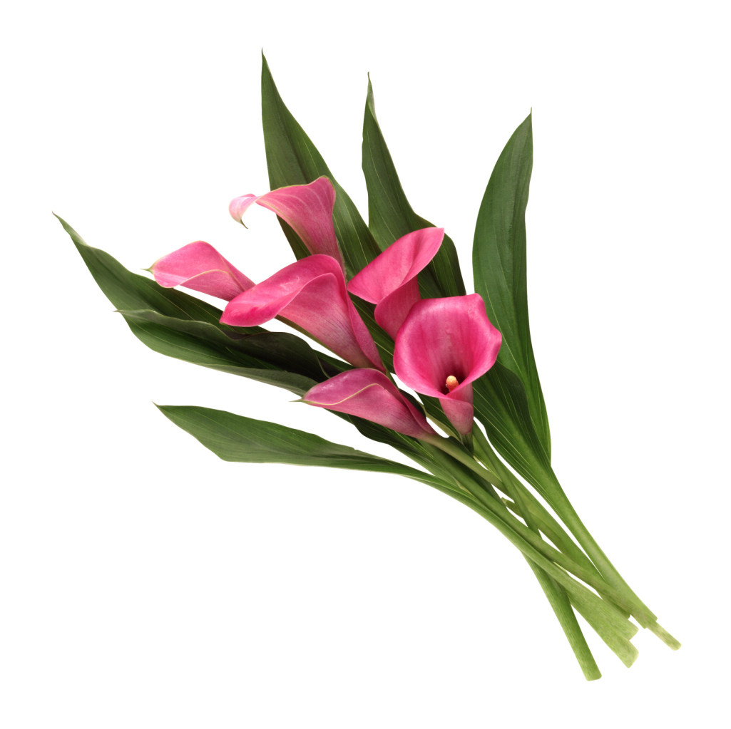 Calla vs. Peace Lily