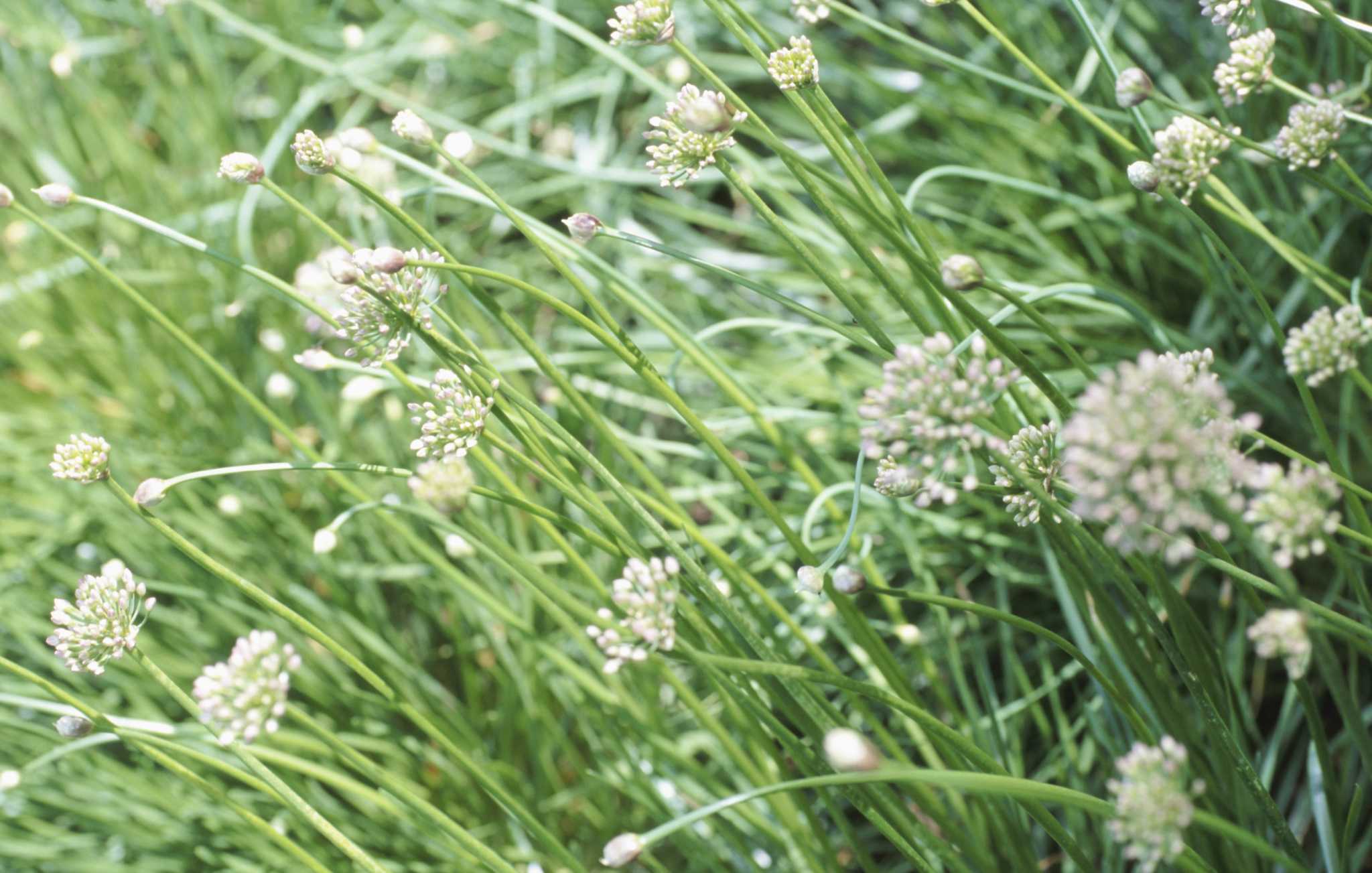 How Long Does It Take to Grow Chives?