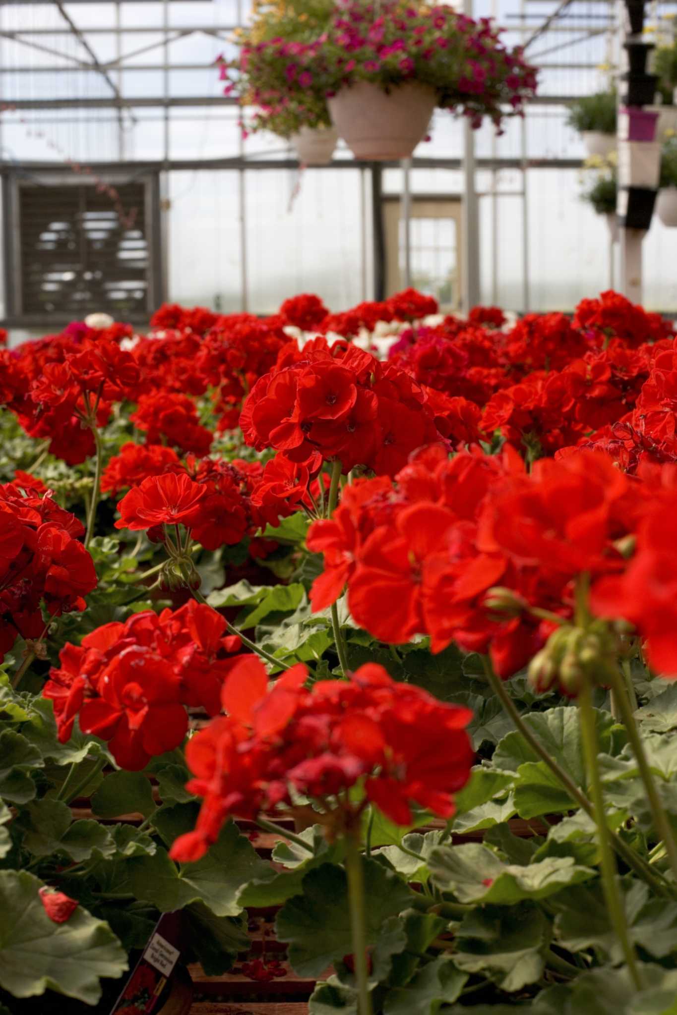 Potting Soil Mix for Geraniums