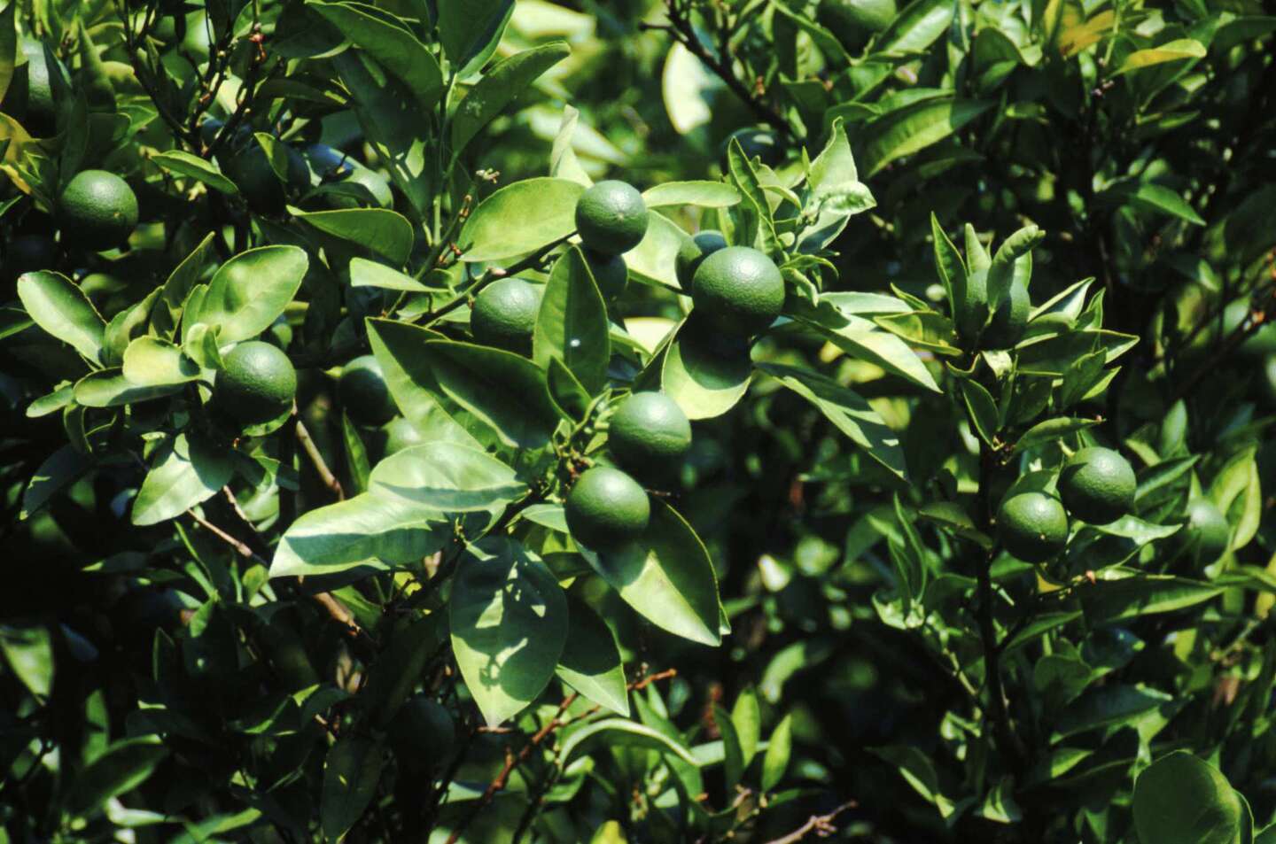 How to Grow Key Lime Trees From Seed