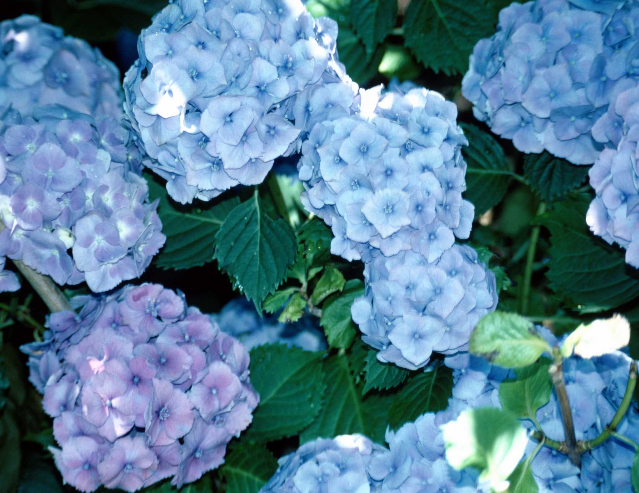 Hydrangeas – Eos Blooms