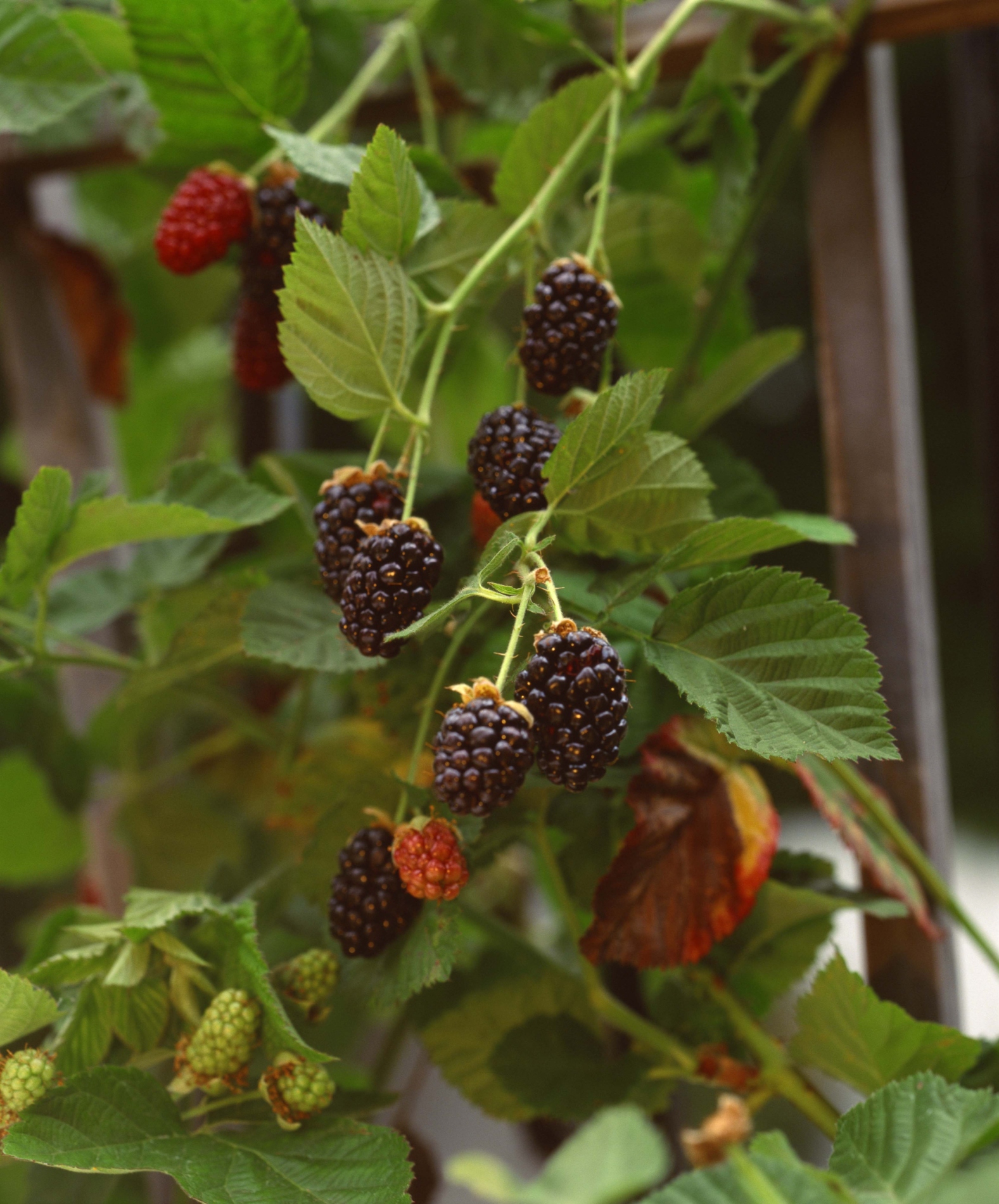 What Type of Mulch Is Best for Blackberries?