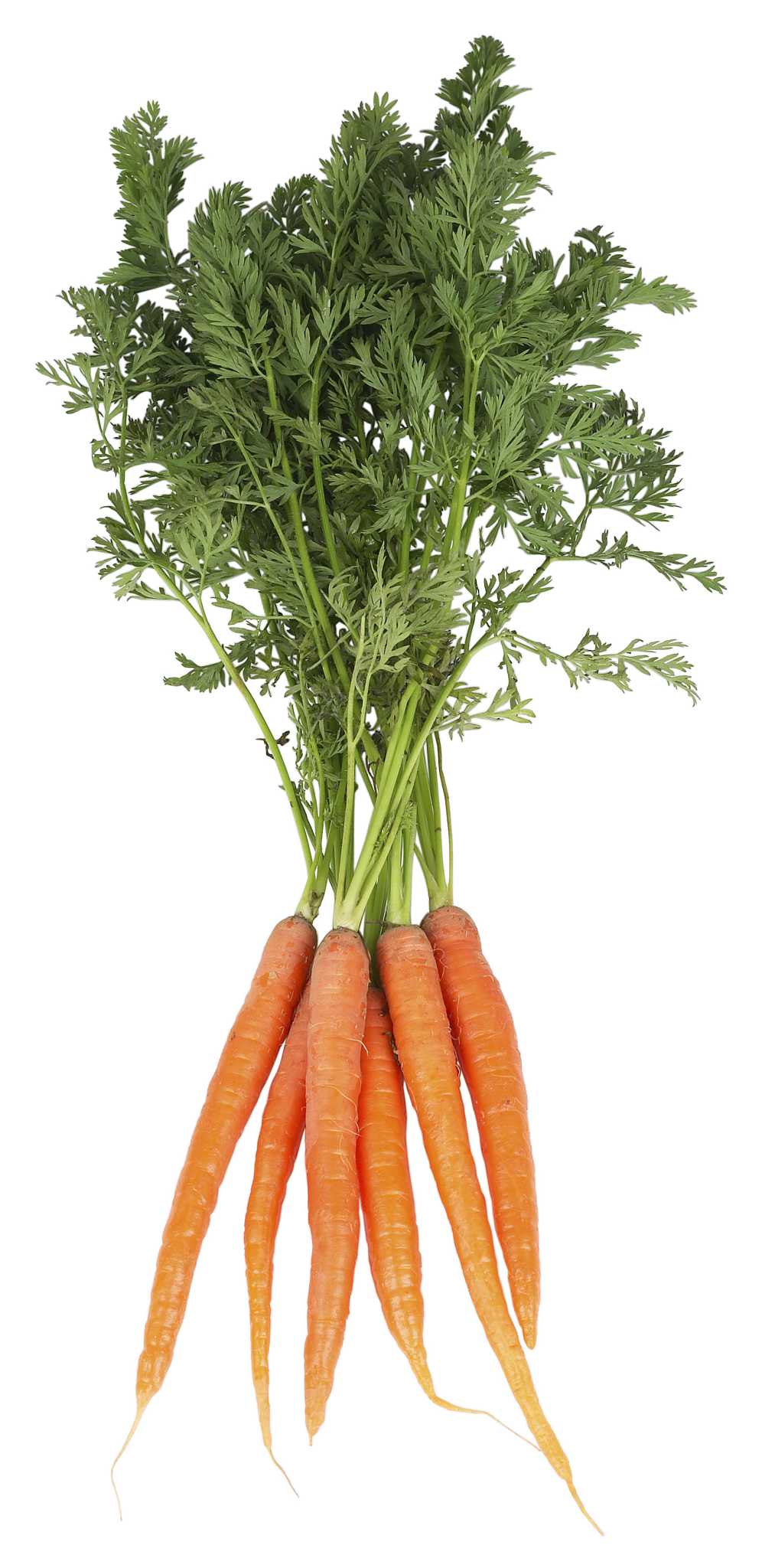 Companion Plants for Carrots