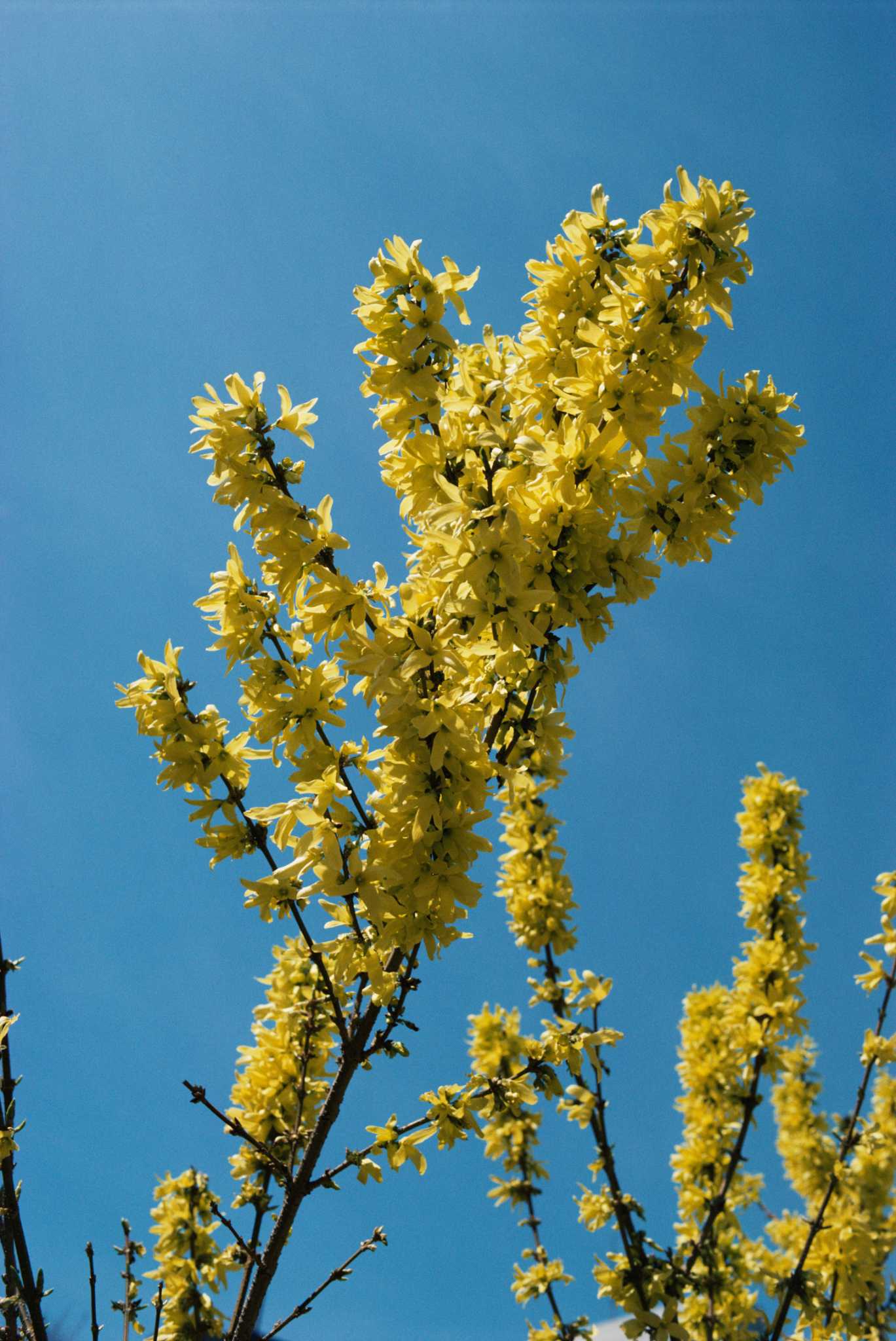 Companion Plants for Forsythia in the Landscape