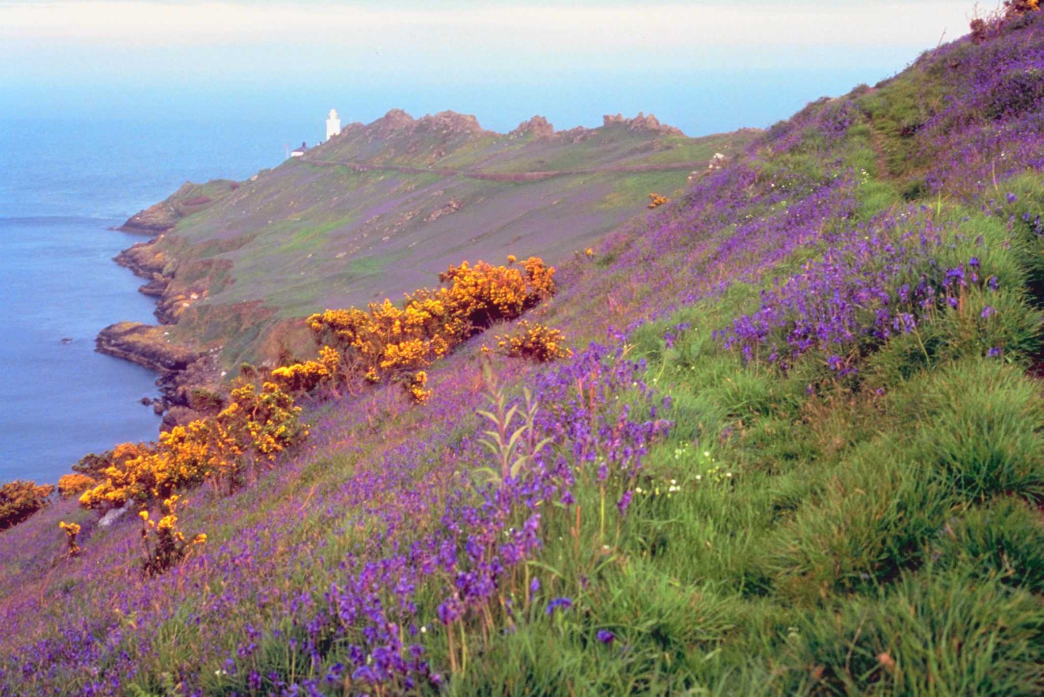 Companion Plants for Heaths & Heathers