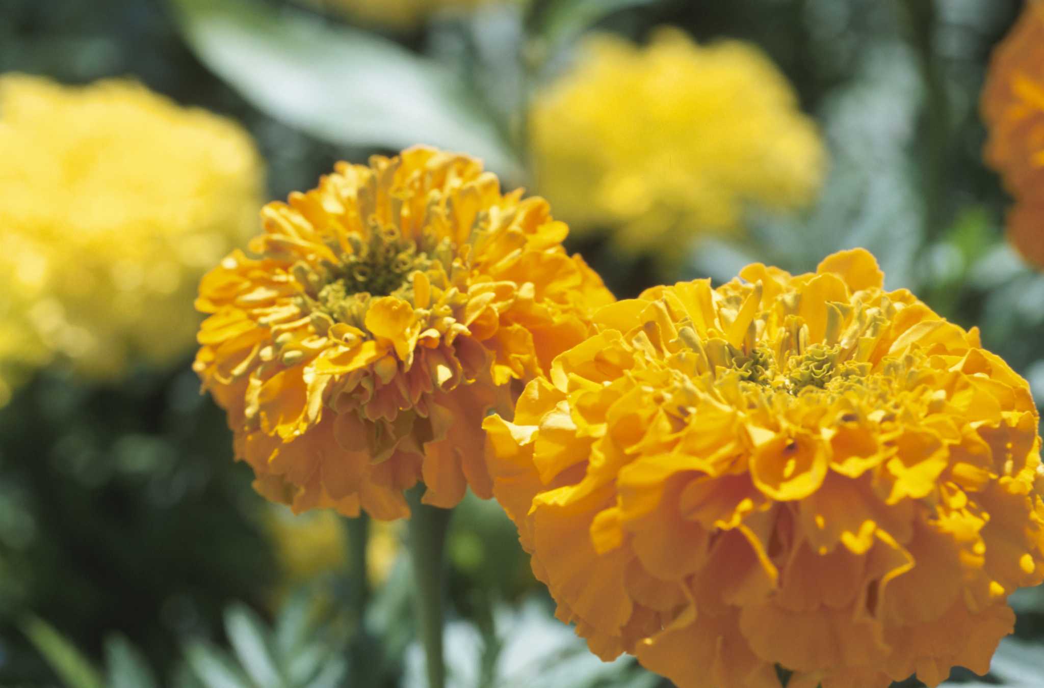 Can Marigolds Survive Frost?
