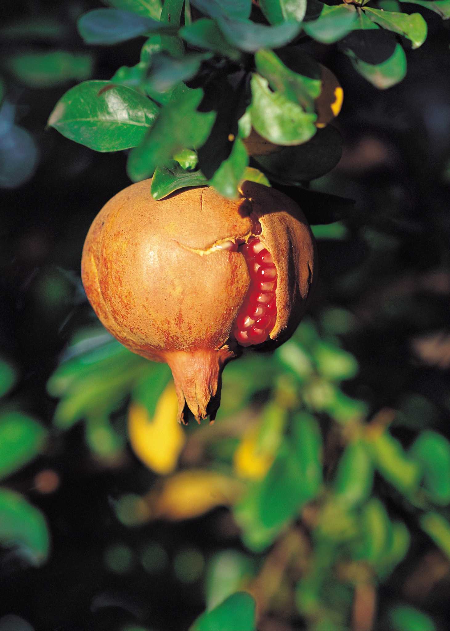 Image of Summer savory pomegranate companion plant
