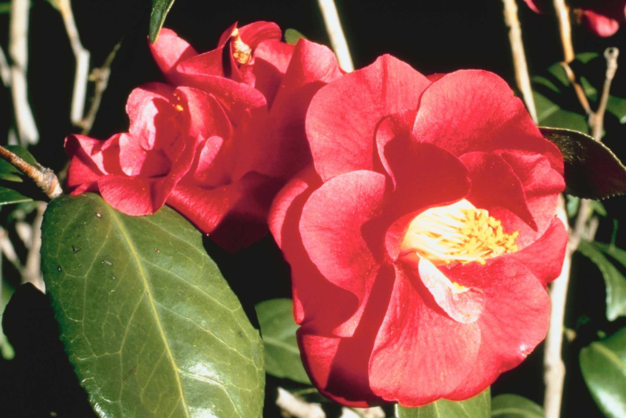 How to Get Camellias to Bloom?