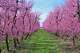spring in the countryside with blooming peach tree - trees with pink flowers in Italian orchard