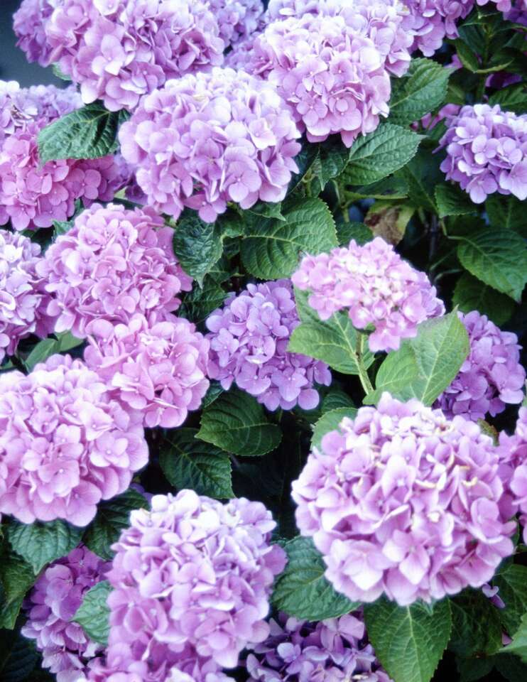How to Make Hydrangeas Turn Color
