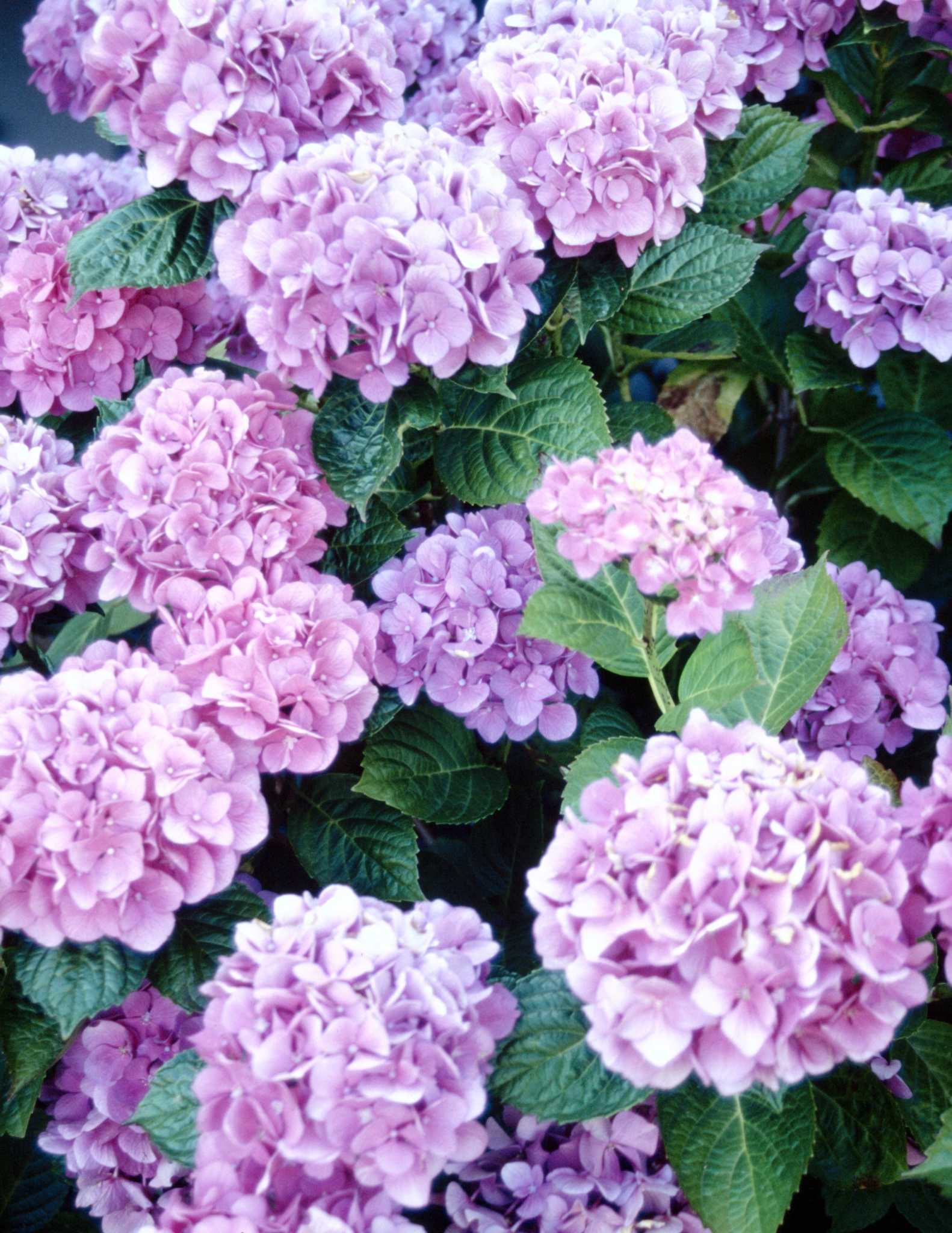 Hydrangea Roots: Foundation Wrecker Or Garden Delight? - tcmswyu