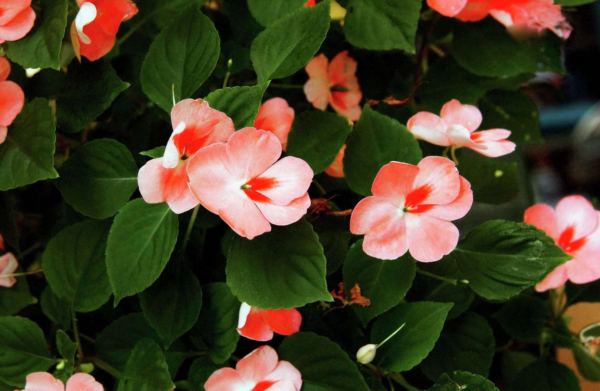What To Do With Impatiens in the Winter?