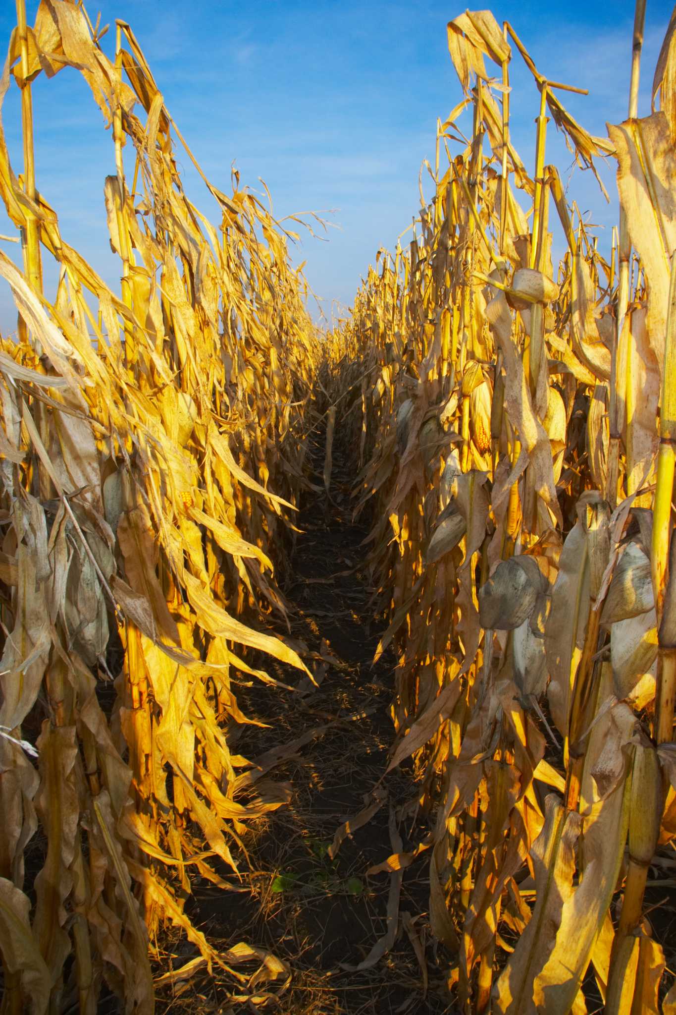 How to Compost Cornstalks