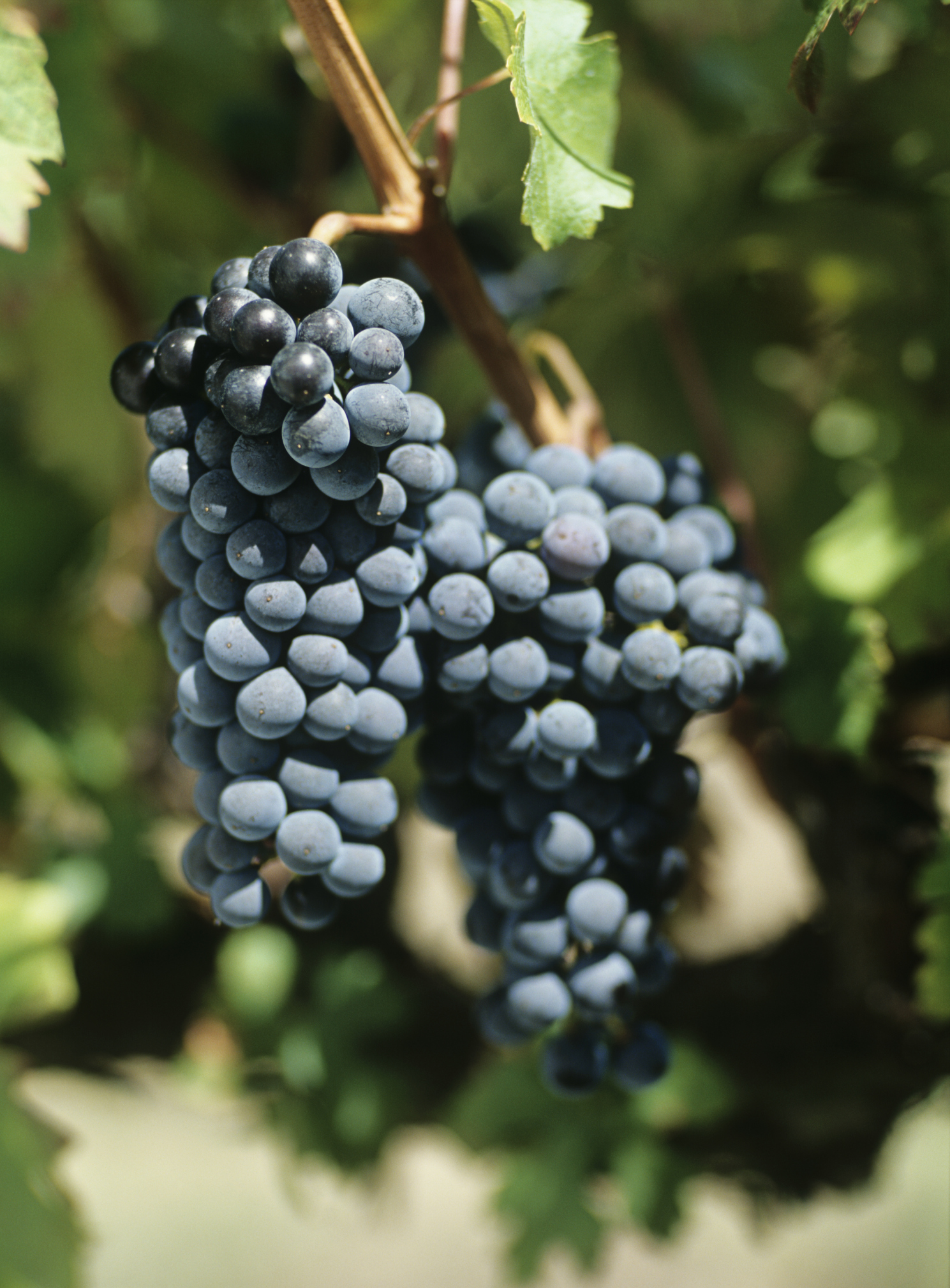 Concord Grape Fungus