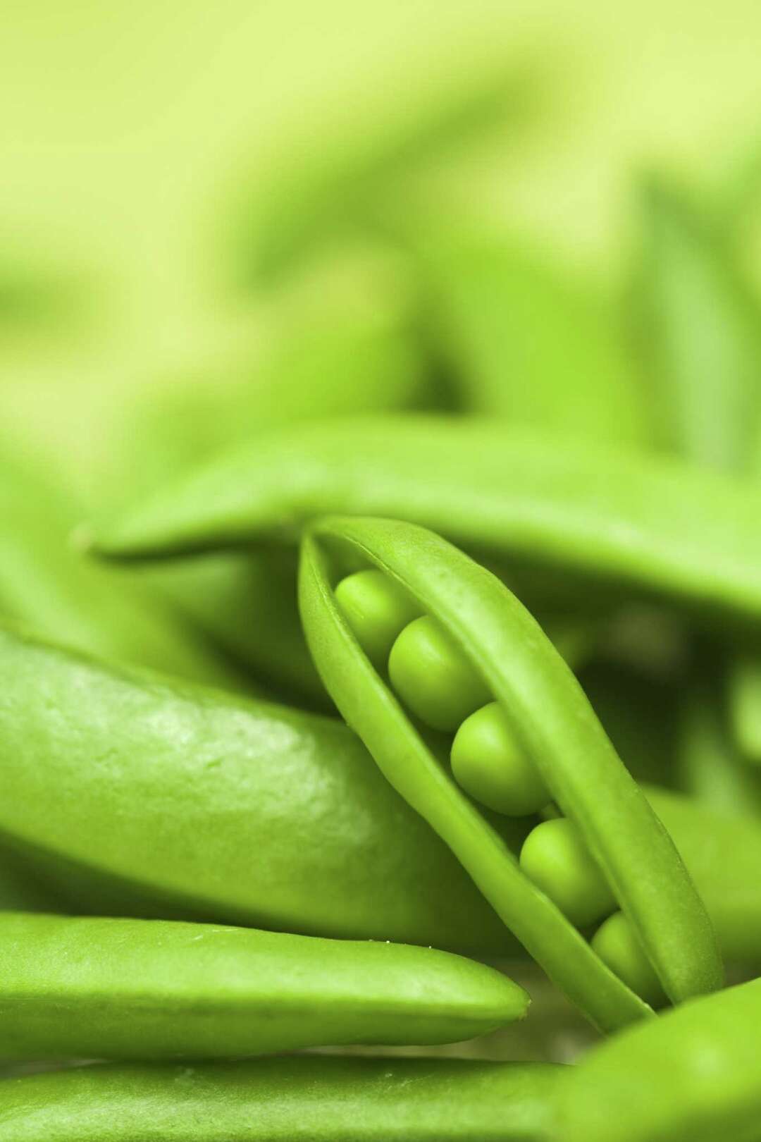 Why Are Pea Plants Turning Brown?