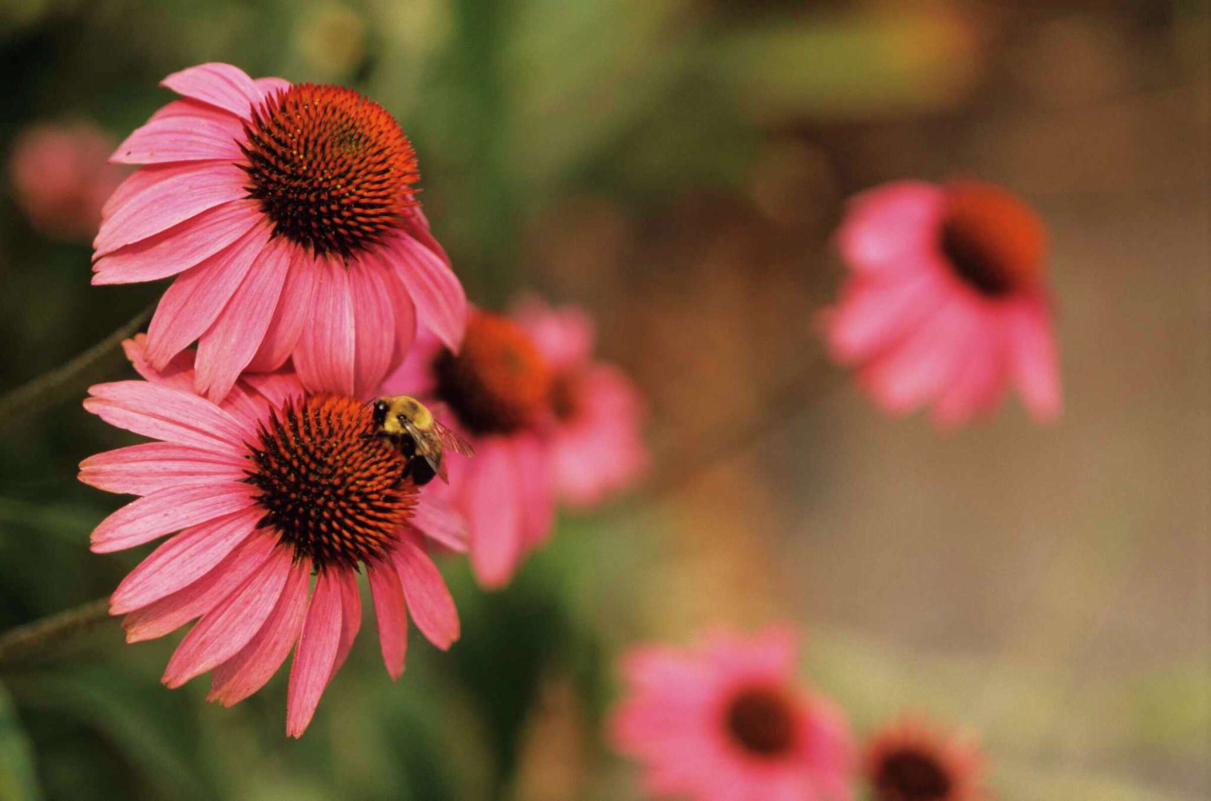 How to Propagate Purple Coneflowers