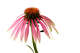 Purple coneflower grows on tall, fuzzy stems.