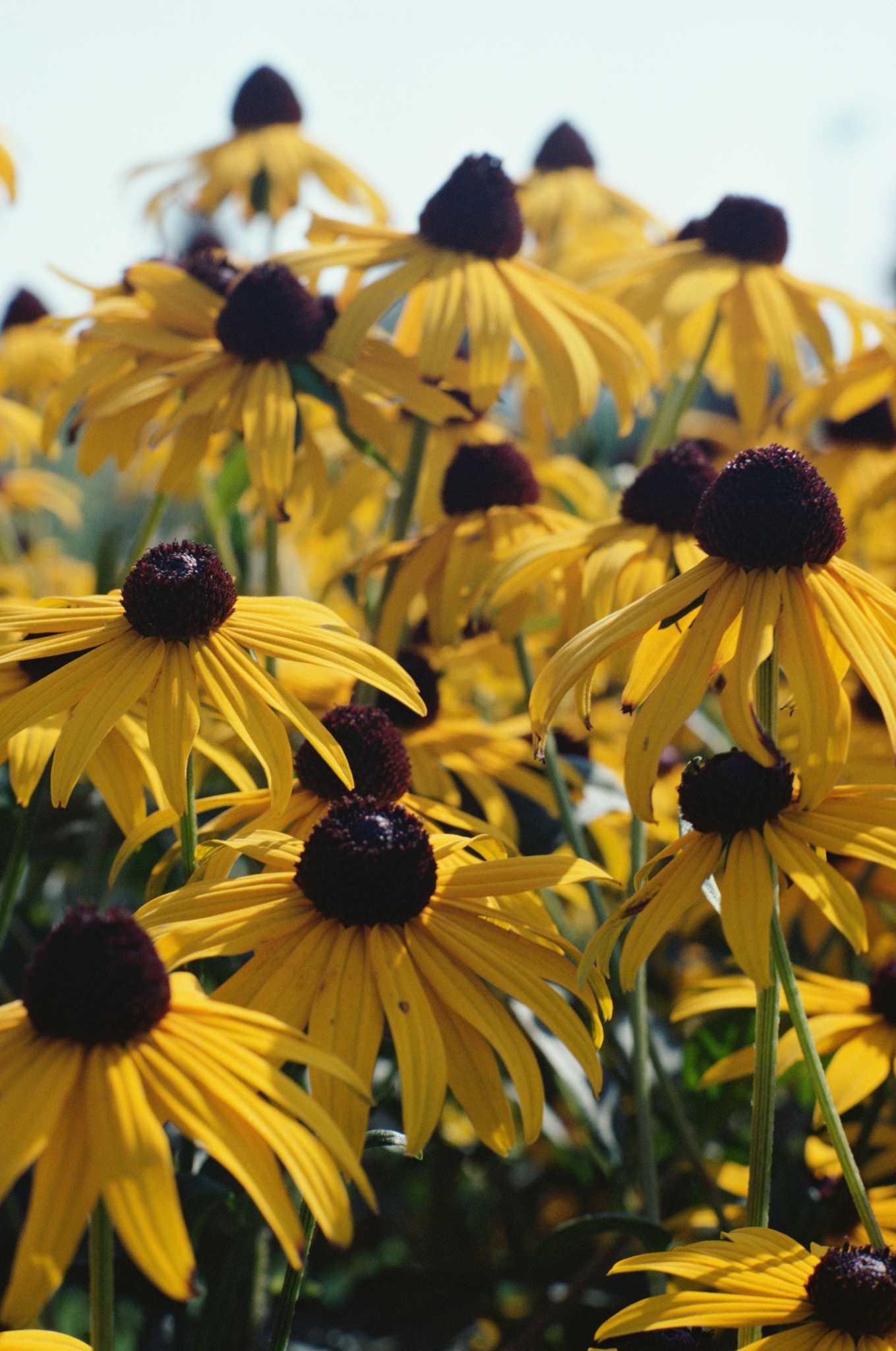 My Coneflowers Are Turning Black