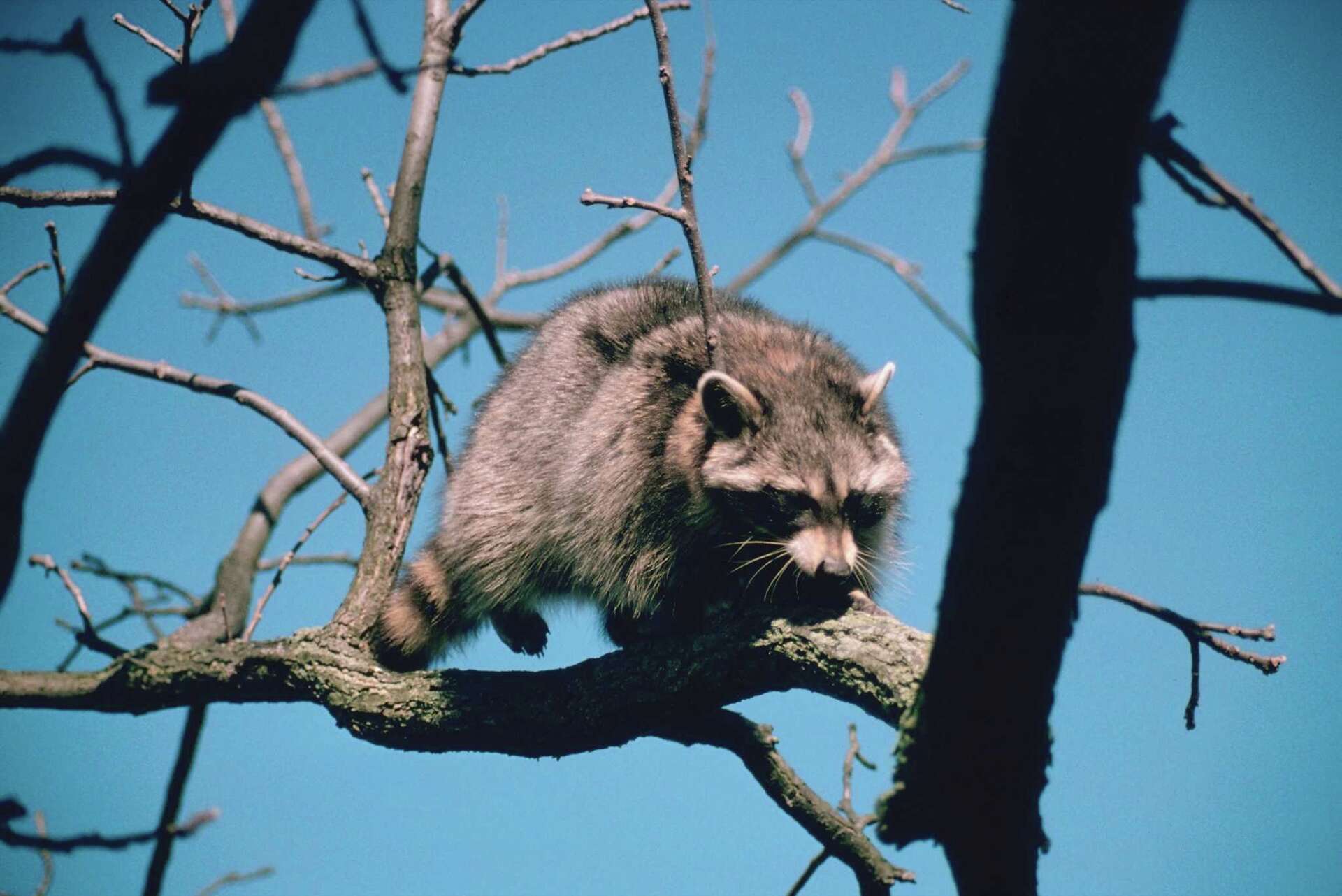 Conical Tree Guard to Prevent Raccoons From Climbing